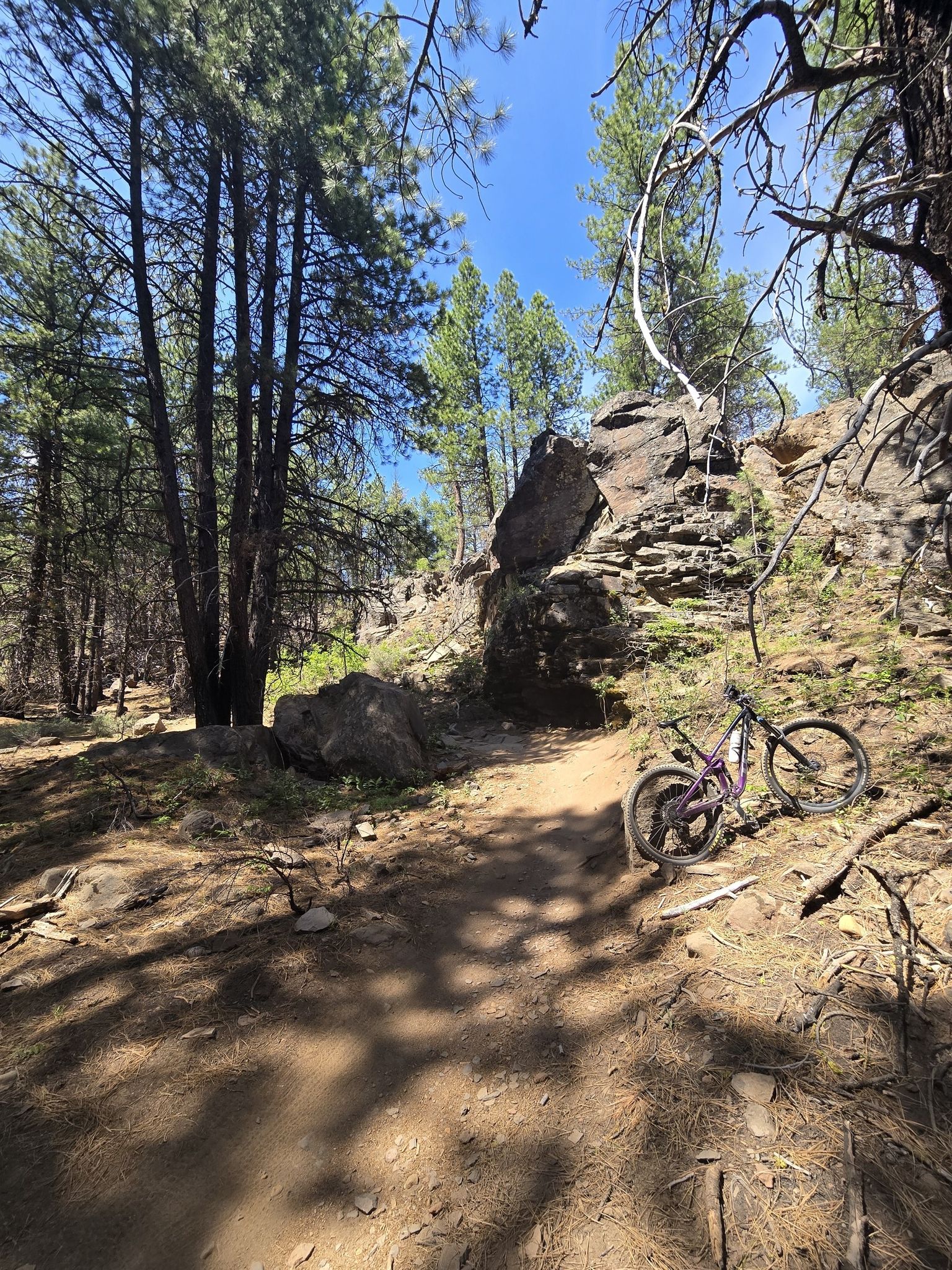 Purple mountain bike resting on a sunny dirt path next to pine trees and rocks. - Ticket to Ride Loop