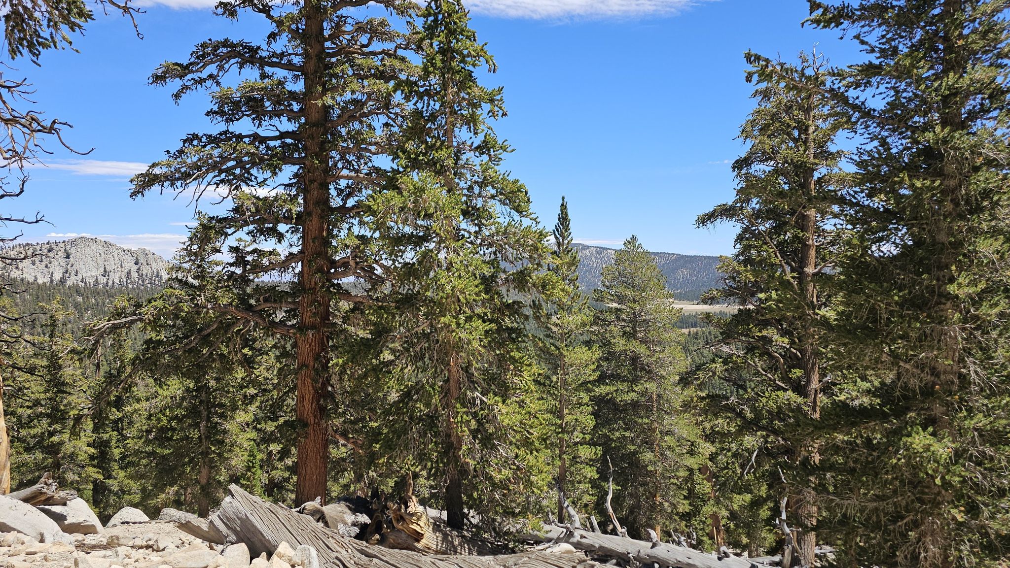Sunny view through pine trees of distant rocky mountains. - Chicken Spring Lake via Cottonwood Pass Trail
