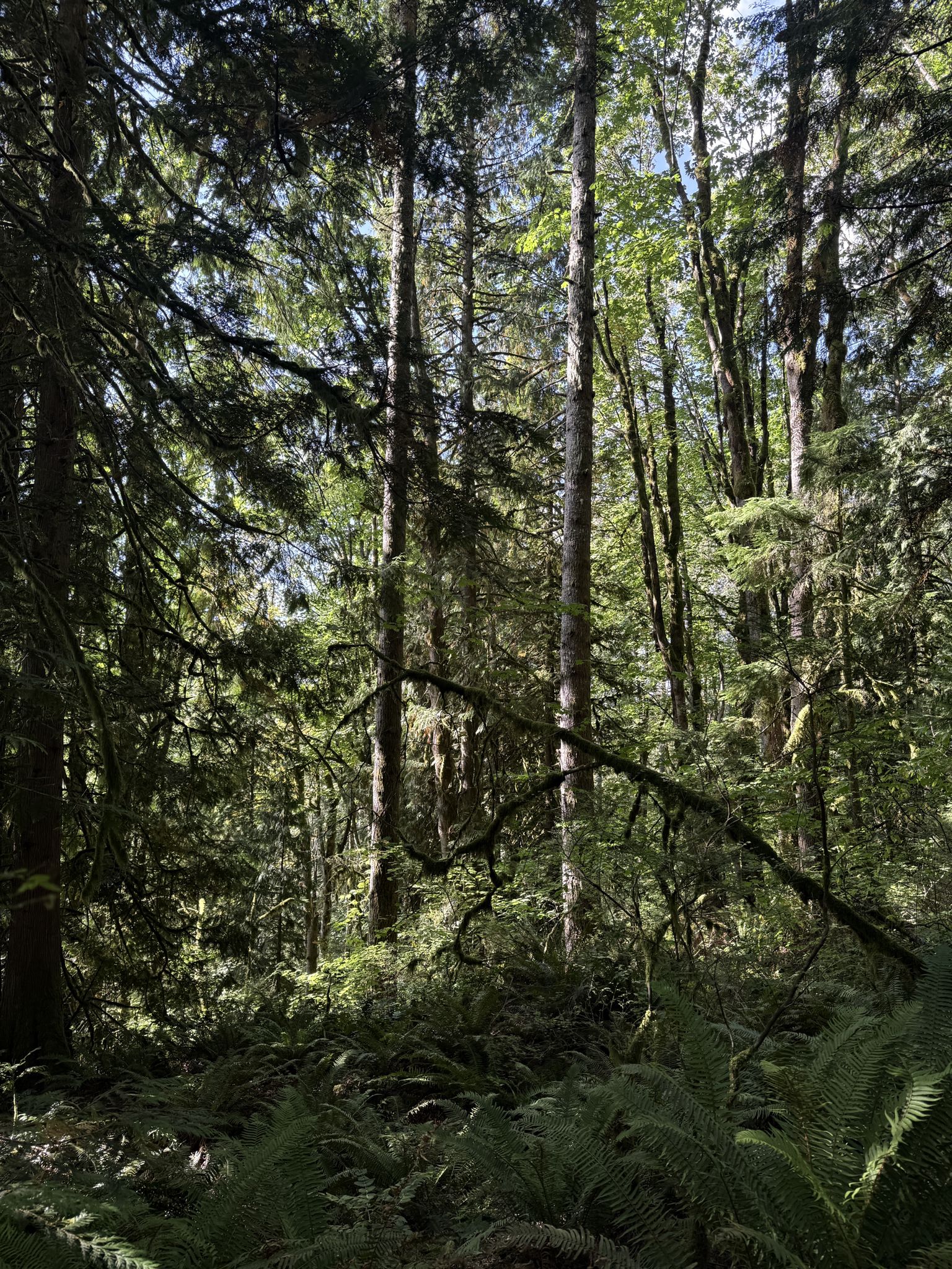 Dense forest with tall trees and ferns, dappled sunlight filtering through. - Sky View Vista Loop