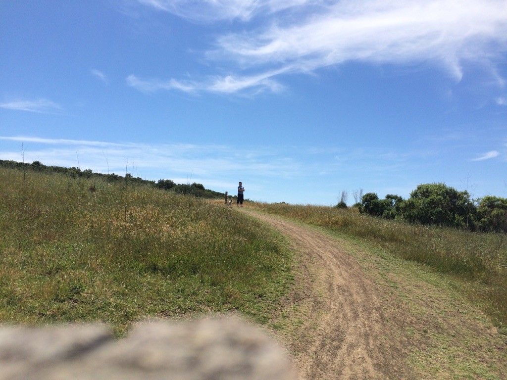 Person walking a dog on a dirt path through a sunny grassy field. - Two Peaks, Warep Trail and Tree Frog Loop