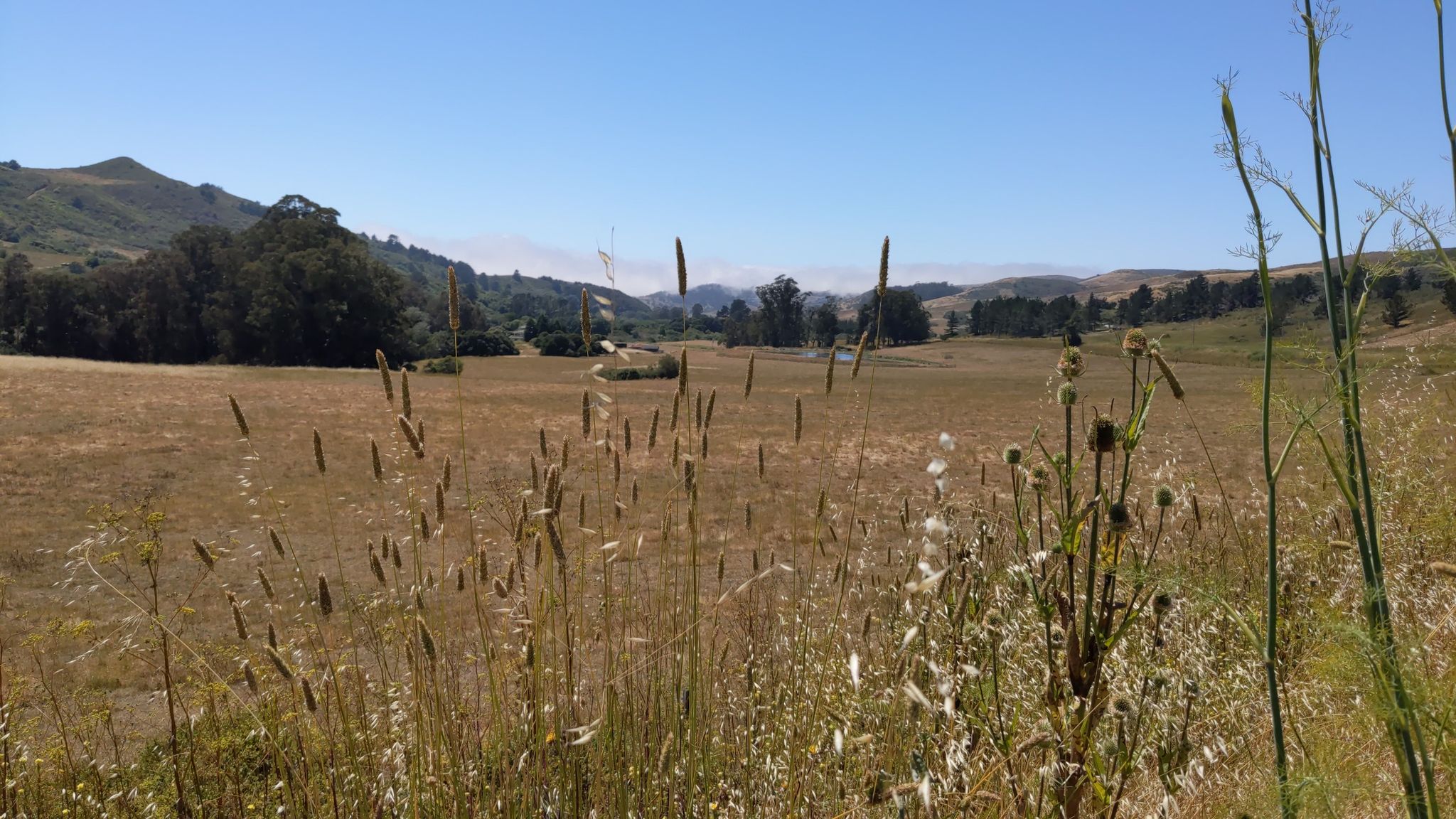 Dry grassy field with rolling hills under a clear blue sky. - Old La Honda Road – Kings Mountain Road loop from Stanford