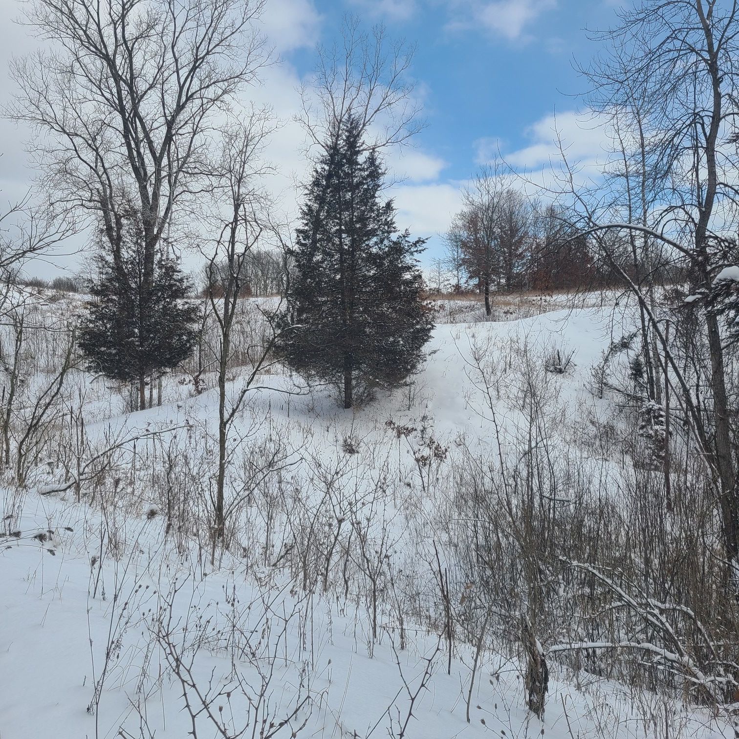 Snowy hillside with bare trees and evergreens under a partly cloudy sky. - Hiking loop from Fort Custer Recreation Area