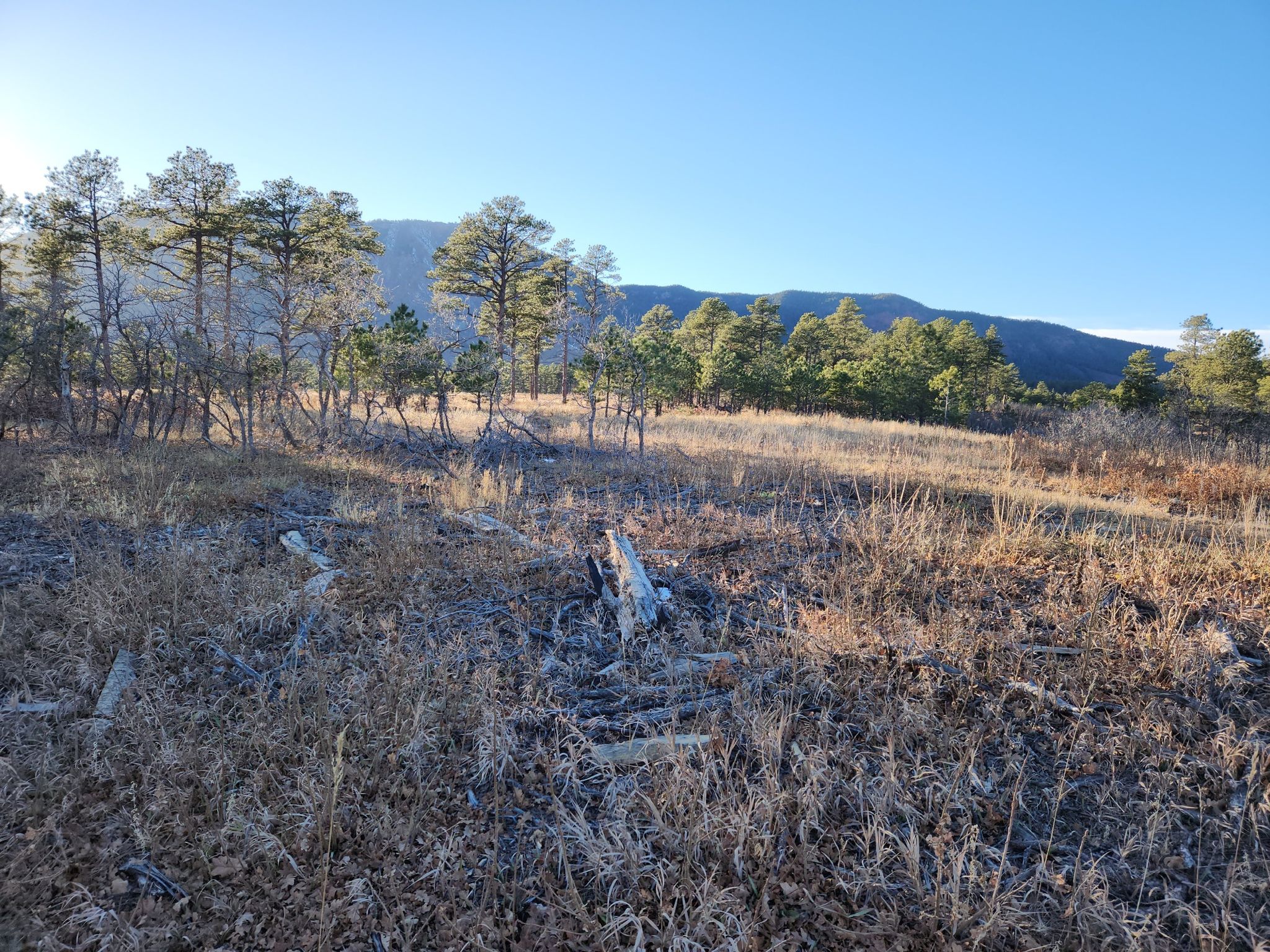 Sunny field with dry grass, scattered pine trees, and distant mountains under a clear sky. - Schilling Nursery Loop