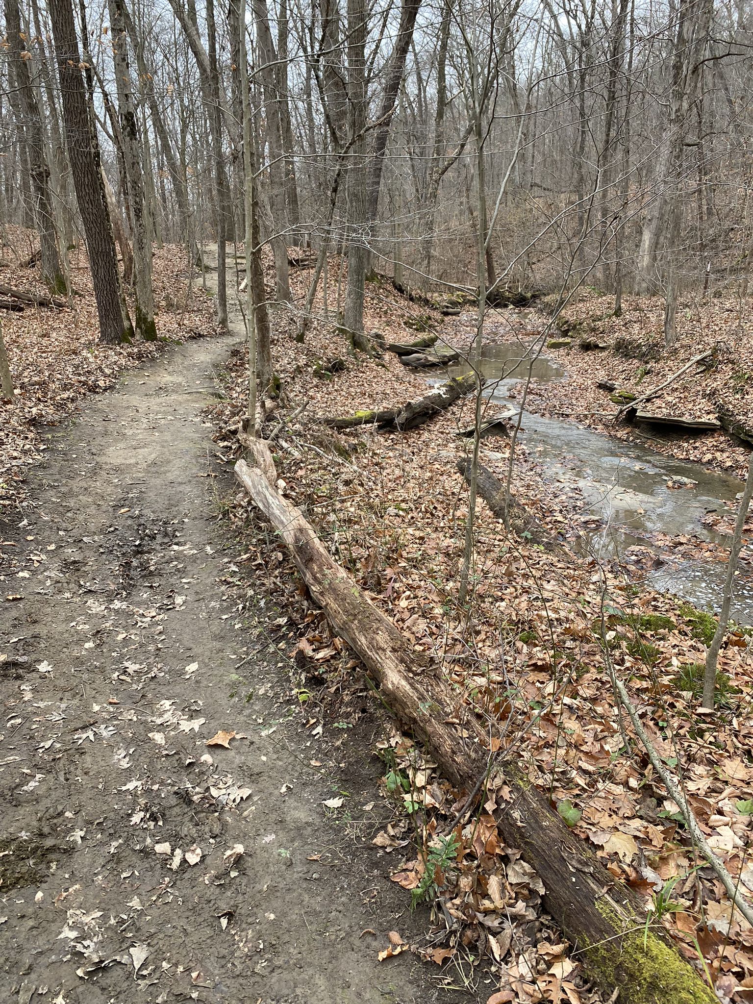 Dirt path alongside a stream in a bare winter forest. - Wetmore and Langes Run Loop