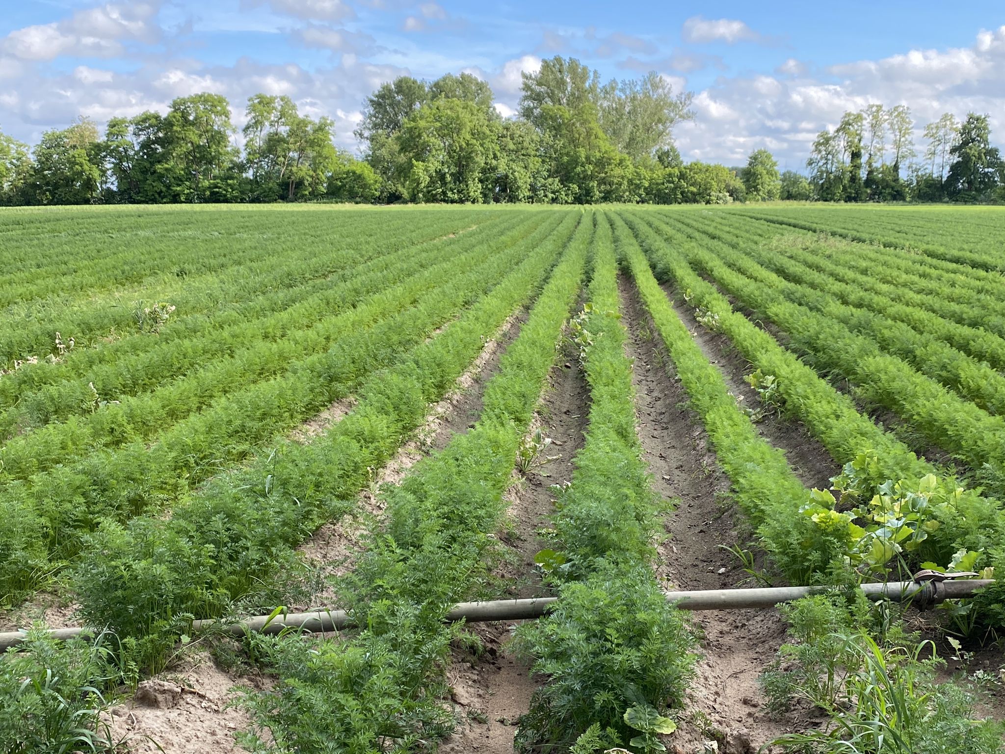 🥕 to be…