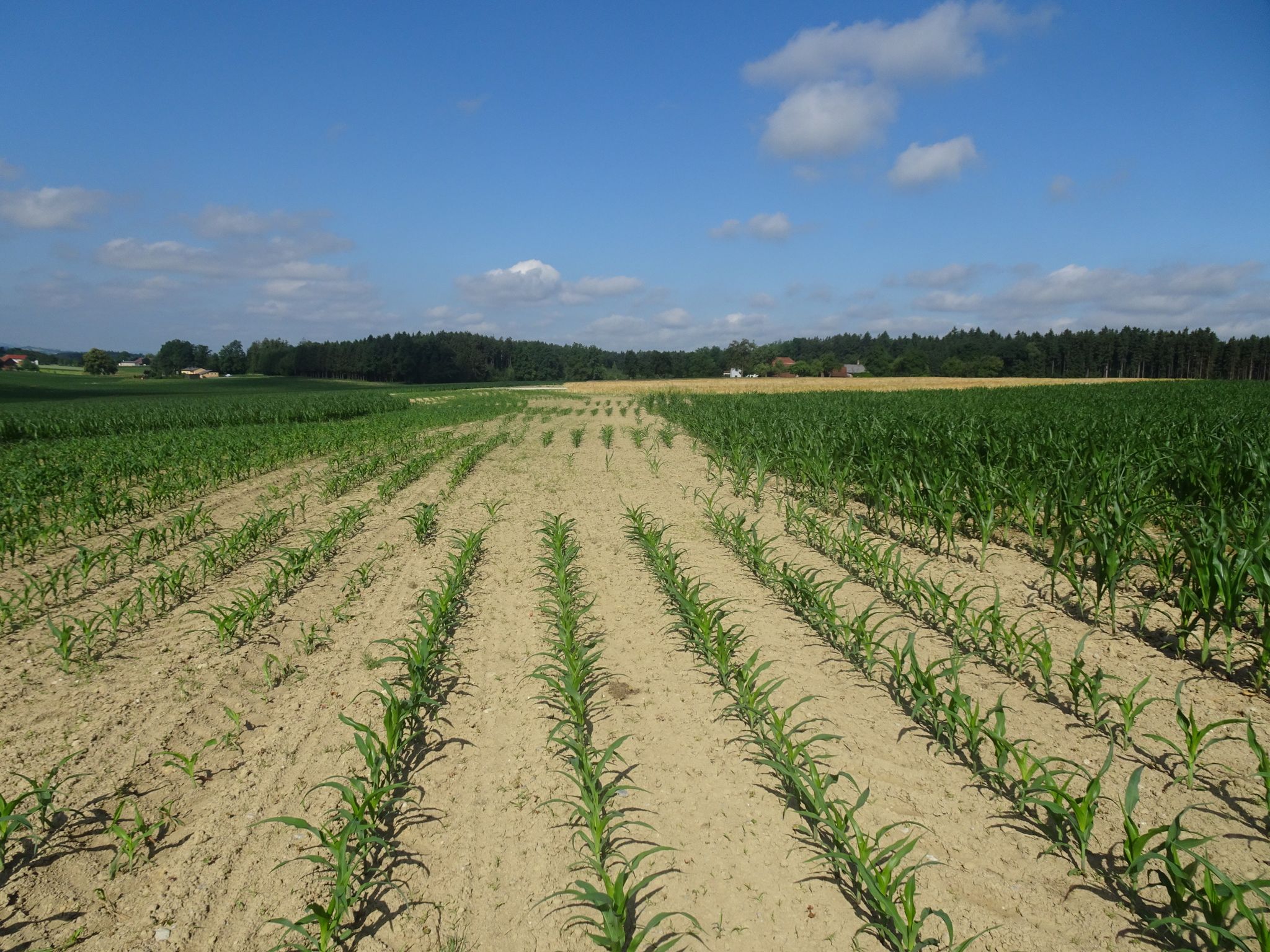 Dieser Weg wurde ein Feld