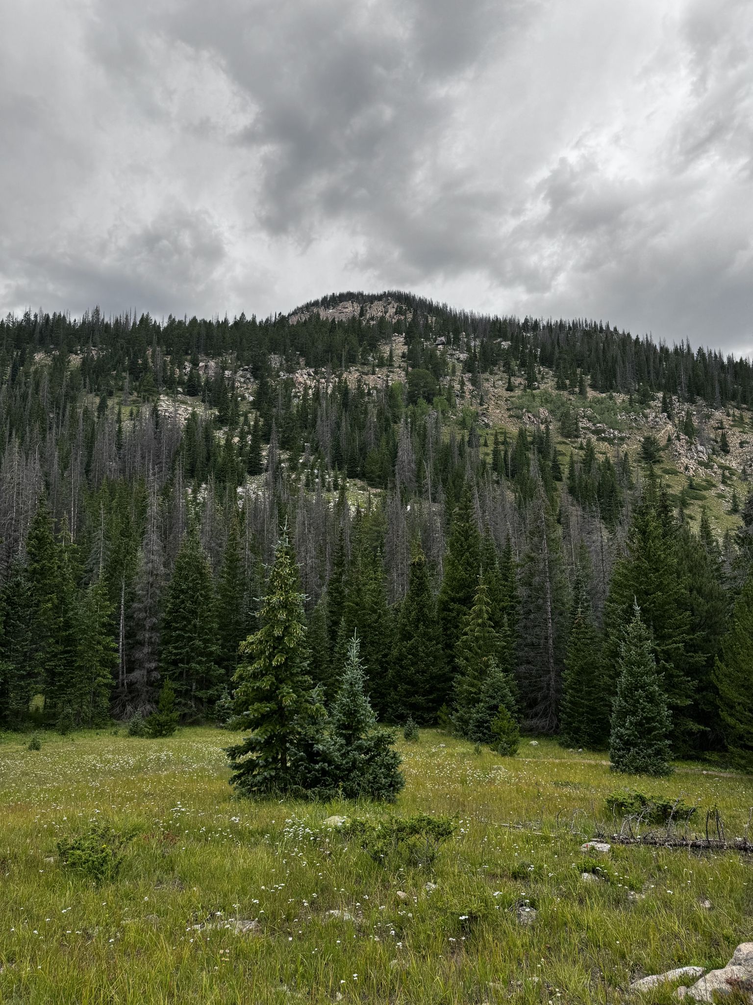 A lush green meadow with pine trees leading to a dense forest under cloudy skies. - Colorado Trail: Segment 15