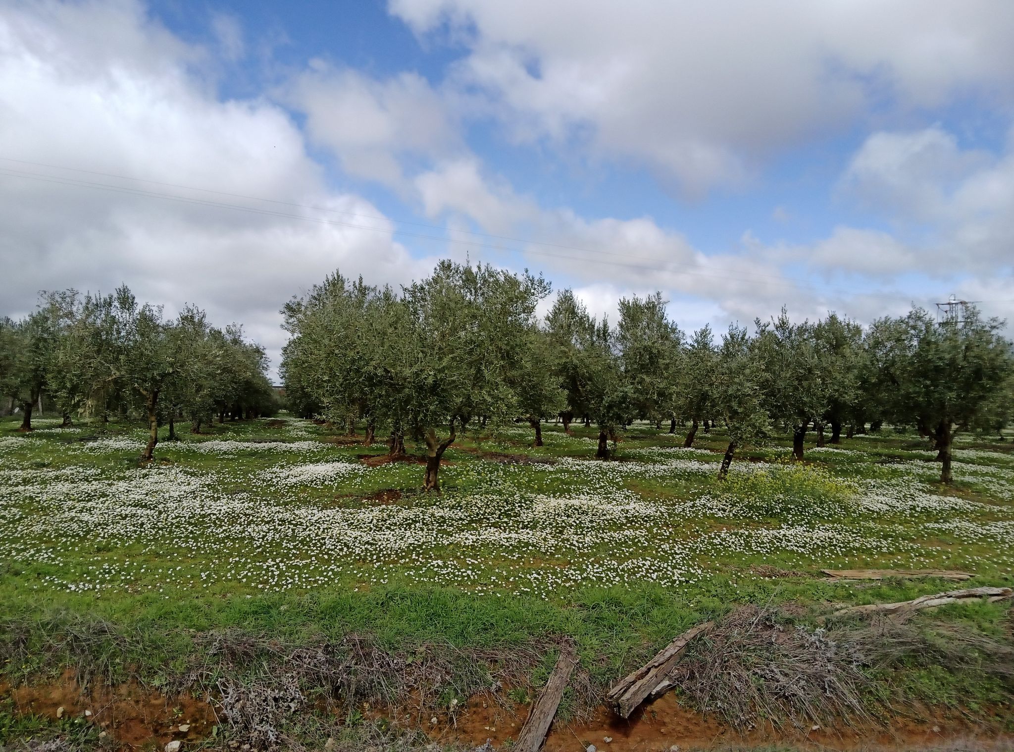 spanisches Gänseblümchen