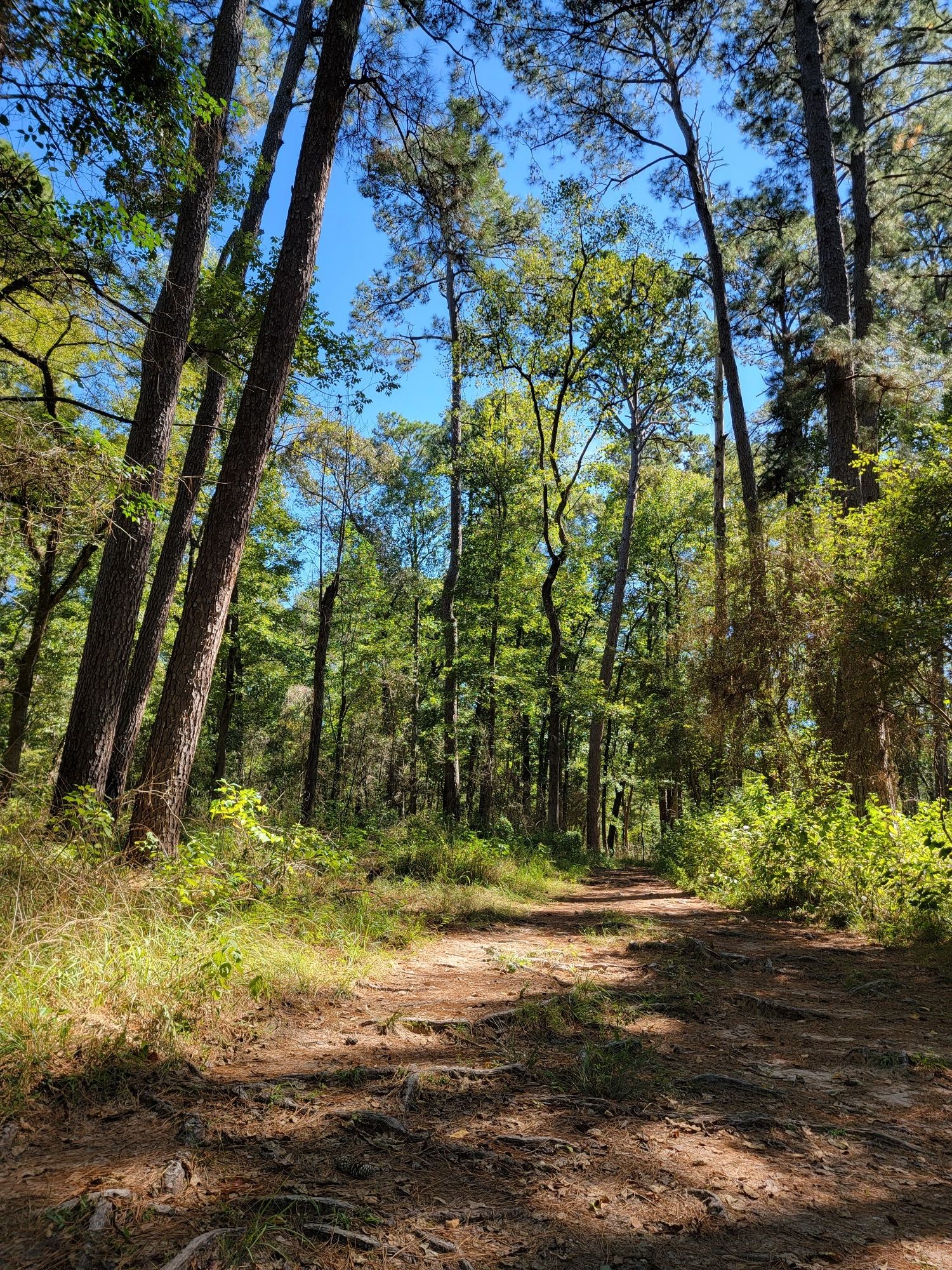 A wide dirt path through a sun-dappled forest with tall trees. - Chinquapin Trail
