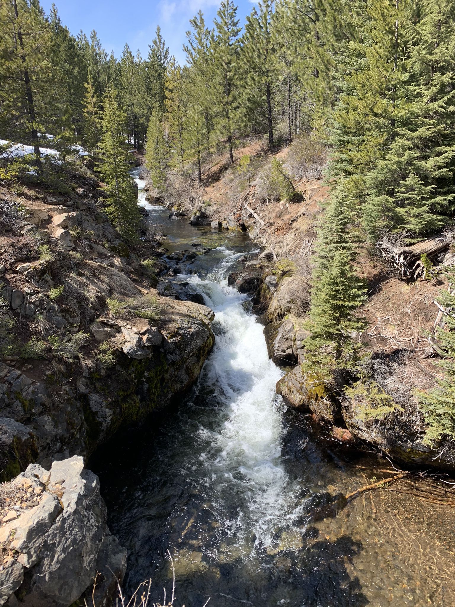 Rushing river with rapids flowing through a pine forest on a sunny day. - Tumalo Falls via North Fork Trail