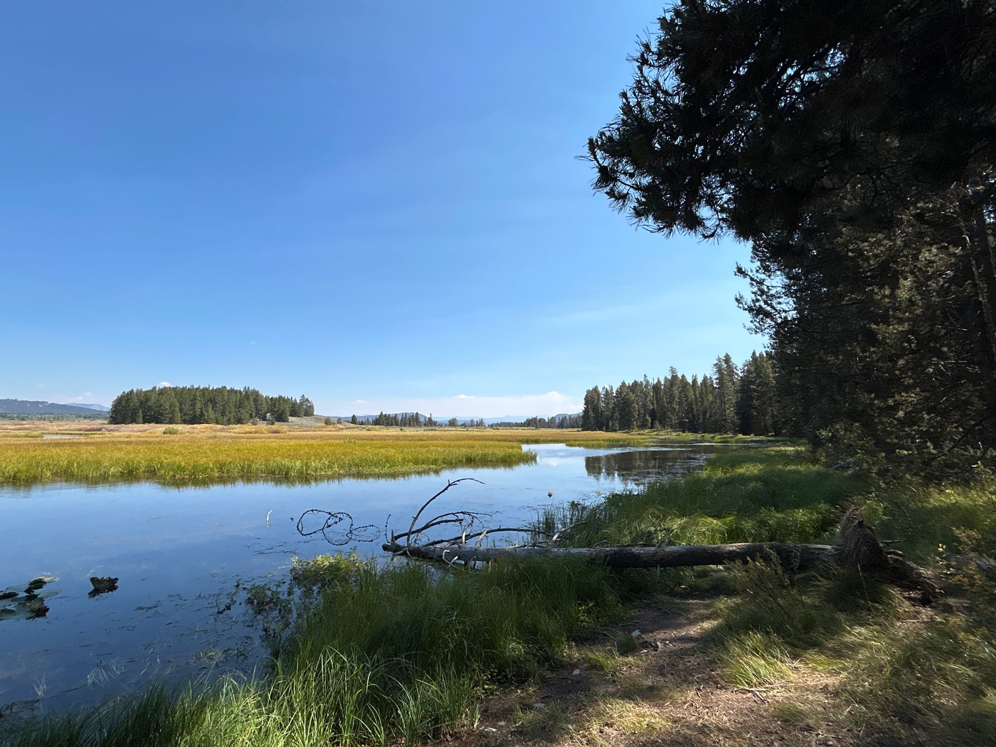 Wide river through a sunny wetland, bordered by green grass and dense forest. - Heron Pond and Swan Lake Loop Trail