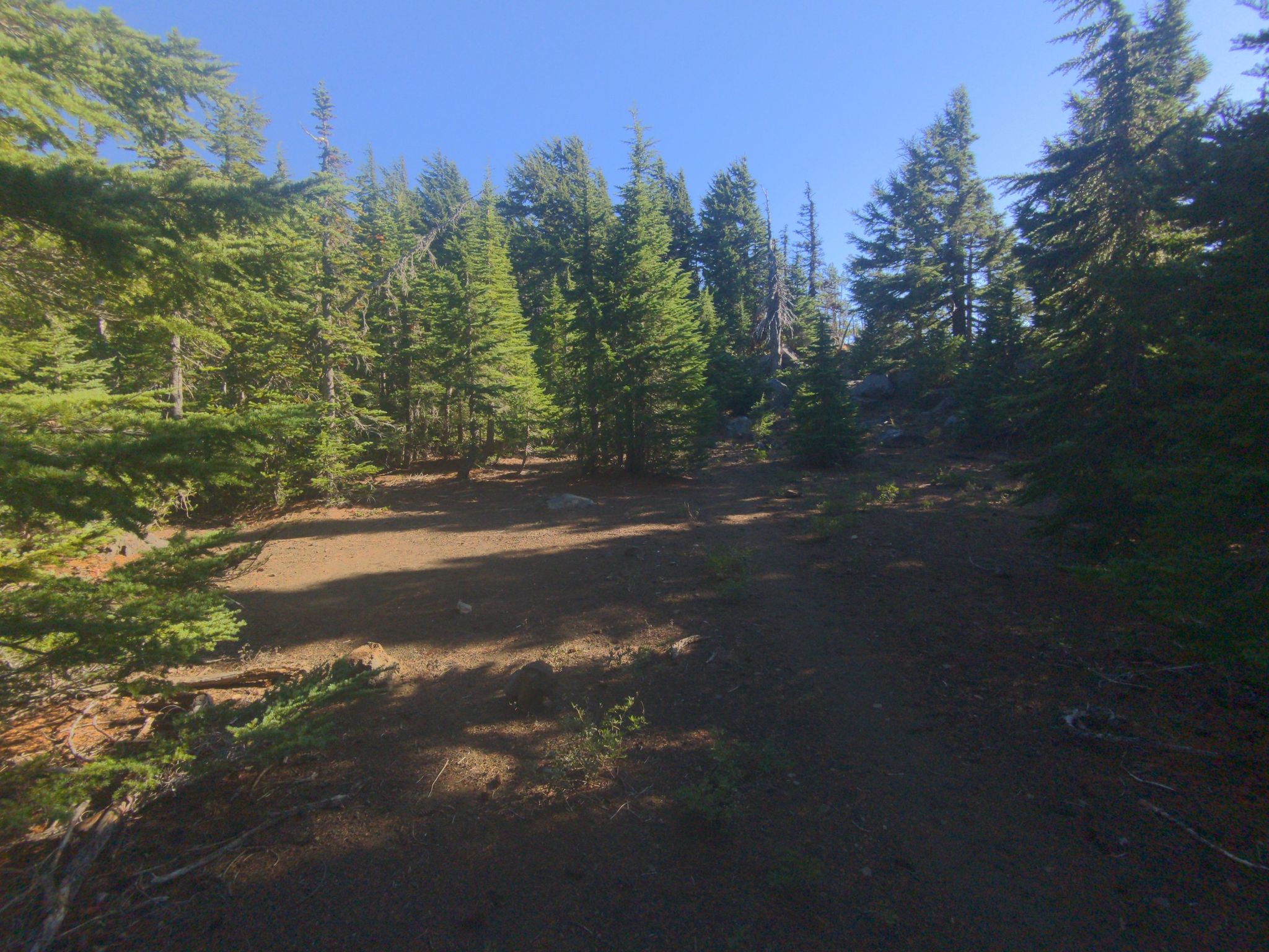 A wide dirt path winds through a dense evergreen forest under dappled sunlight. - Mount Washington via Pacific Crest Trail