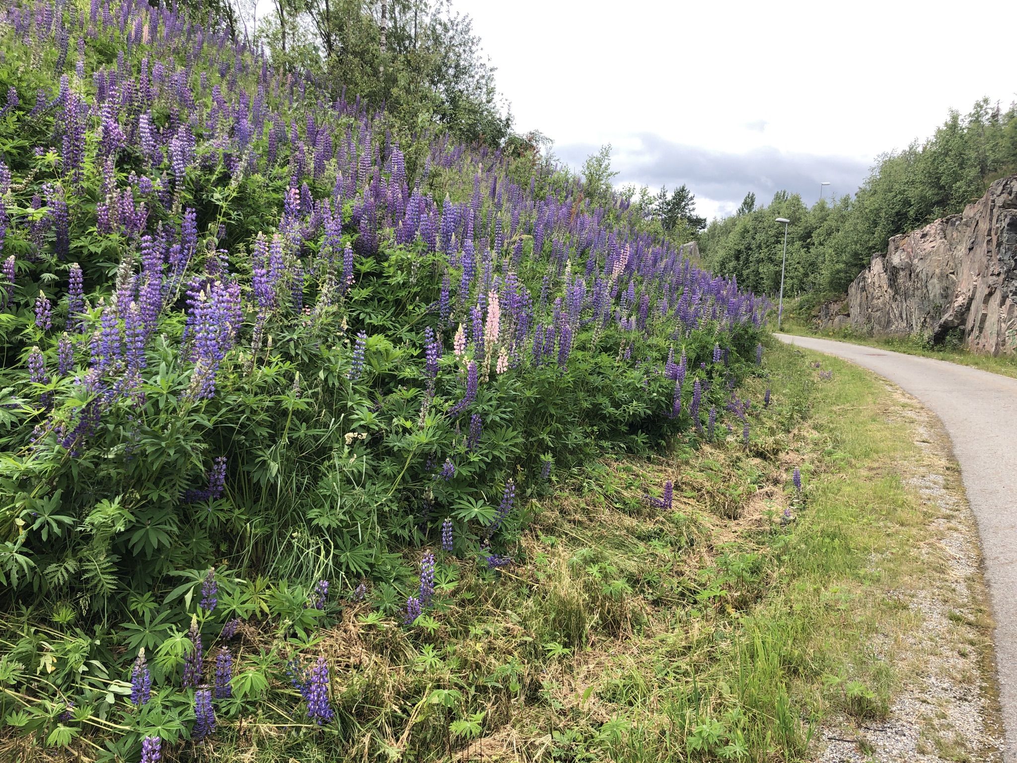 Wilde Lupinien am Wegrand