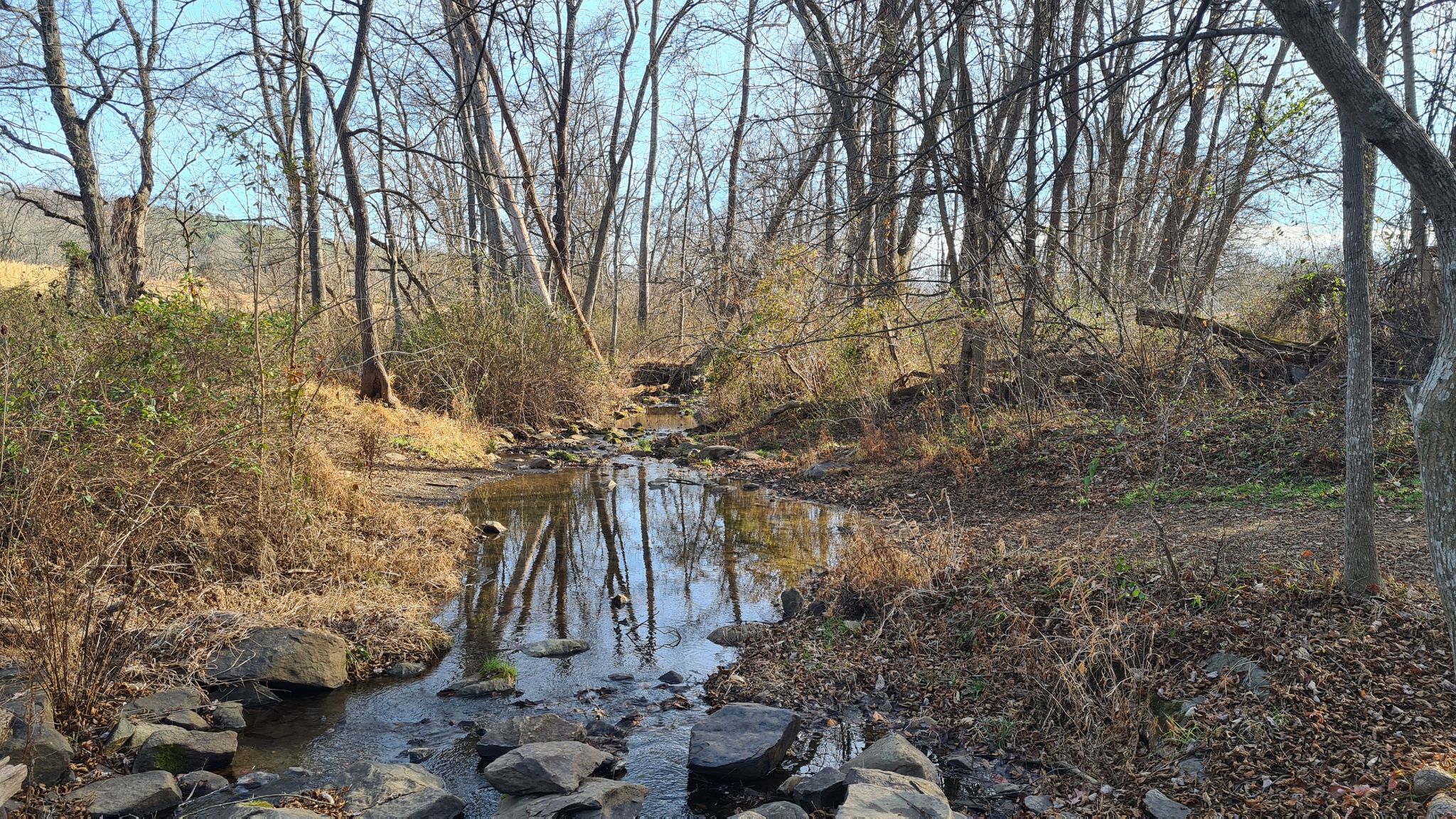 Rocky stream flowing through a sunlit, bare-branched forest. - Rolling Meadows Trail