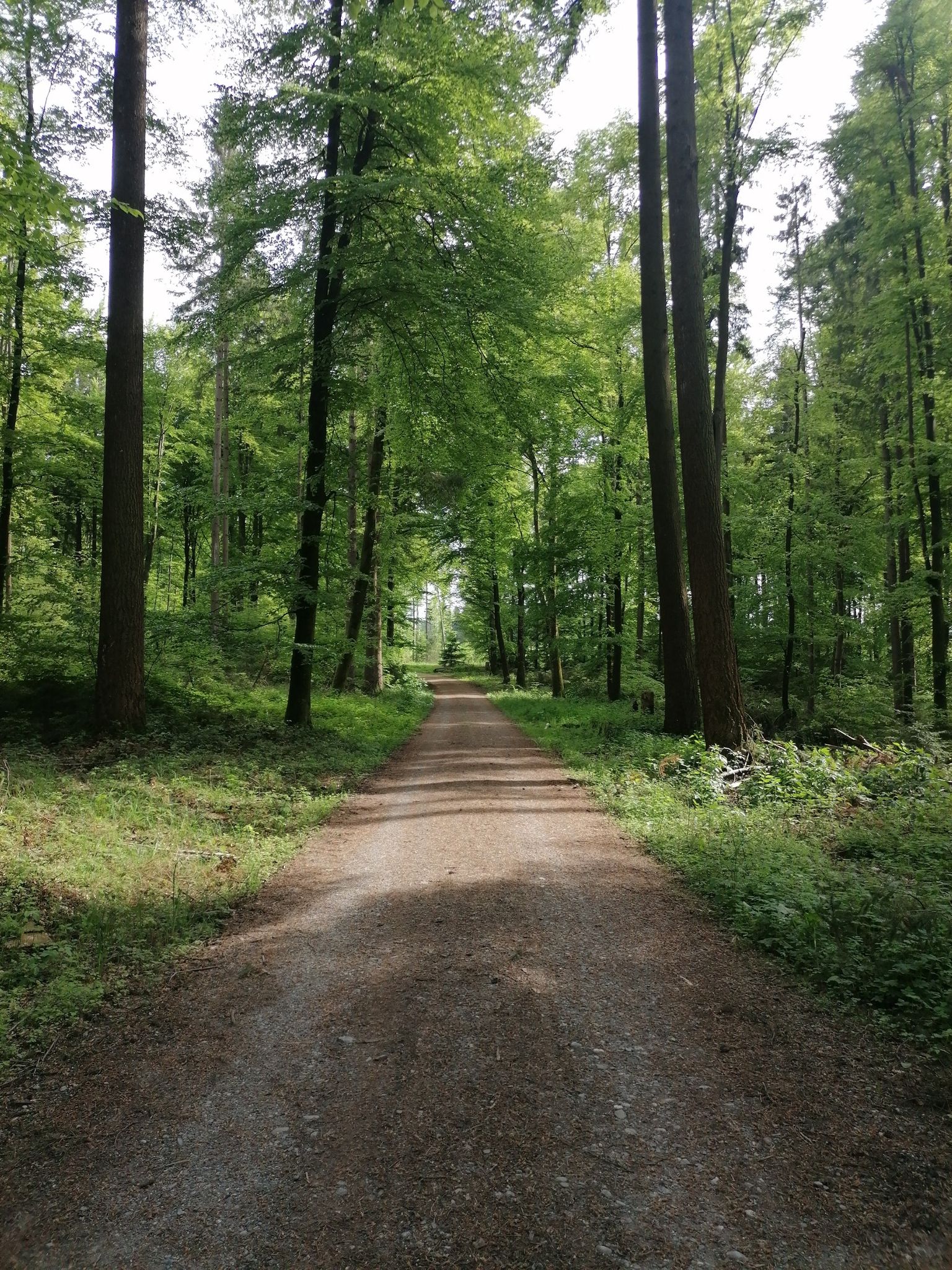 Wald ist immer gut