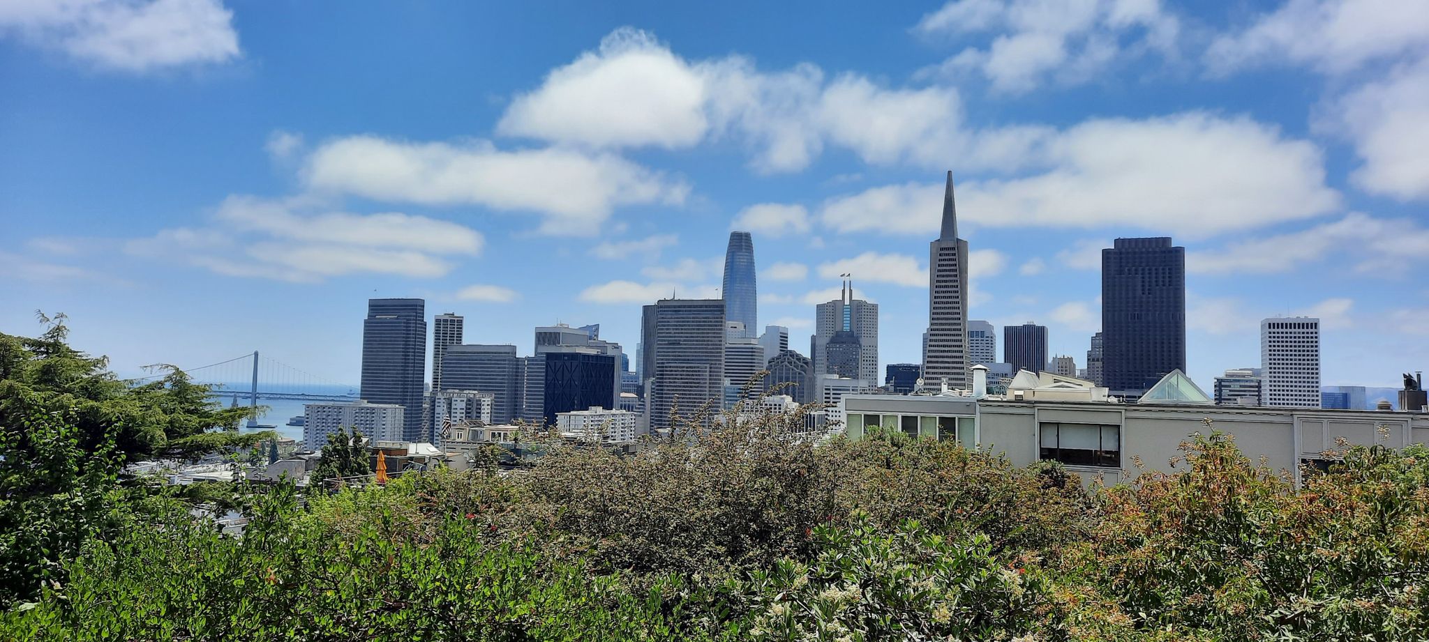 City skyline with tall buildings visible above green trees under a blue sky. - Filbert Steps to Telegraph Hill Hike