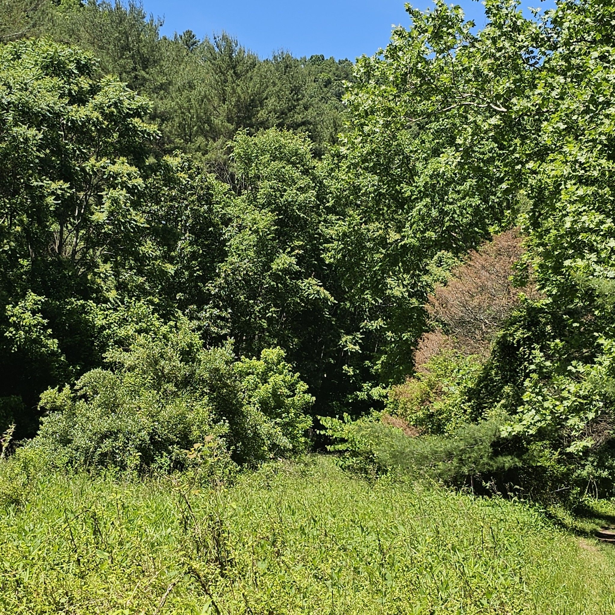 Sunny clearing surrounded by dense green and brown forest trees. - Stiles Falls Trail