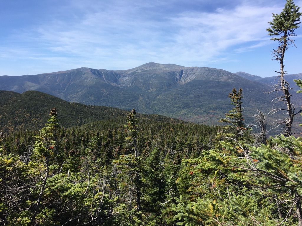 Distant mountain range under a clear blue sky, seen over evergreen forest. - Wildcat Ridge Trail to Nineteen Mile Brook Trail