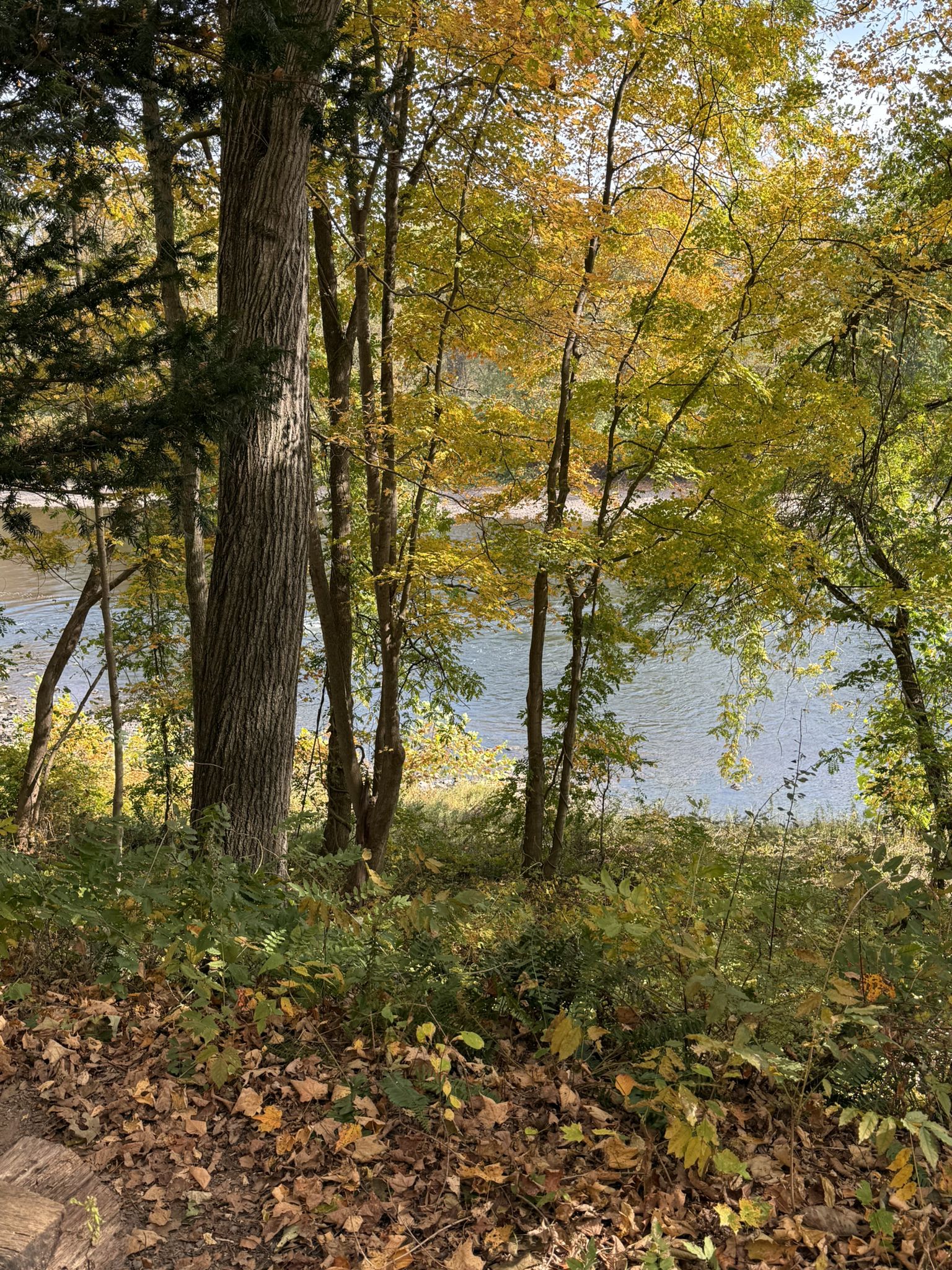 Autumn trees with yellow leaves overlooking a sunny river, fallen leaves on ground. - Smithfield Beach loop from Depew Island