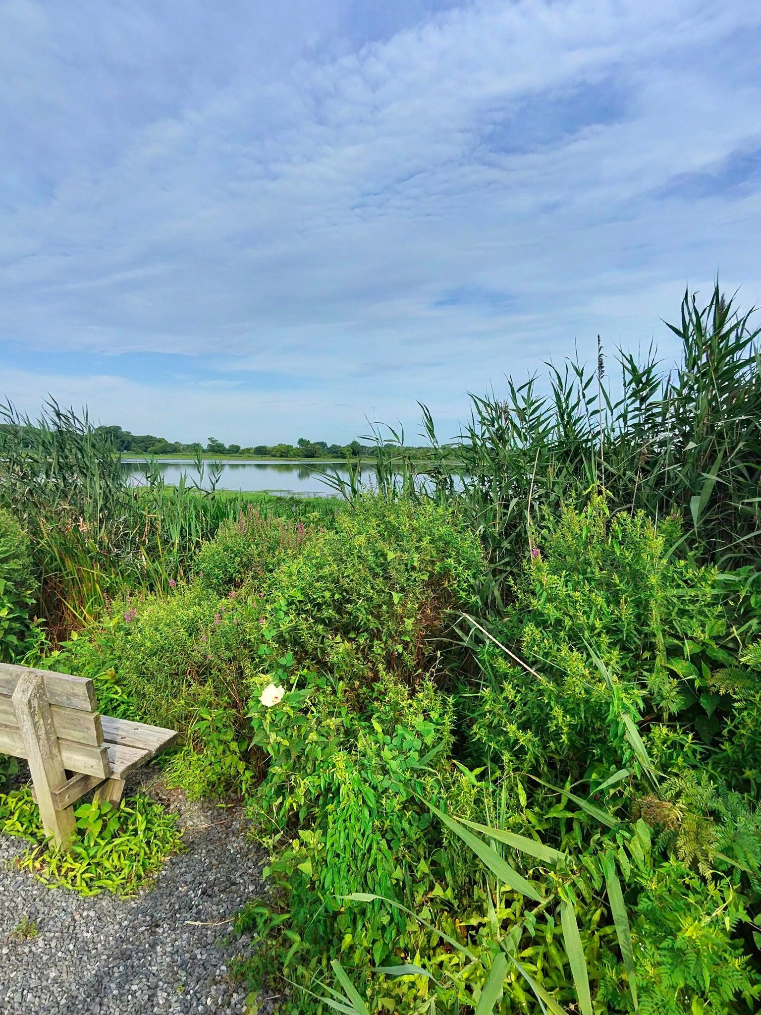 A wooden bench next to tall green reeds overlooking a calm lake. - Tinicum Park loop from Morton