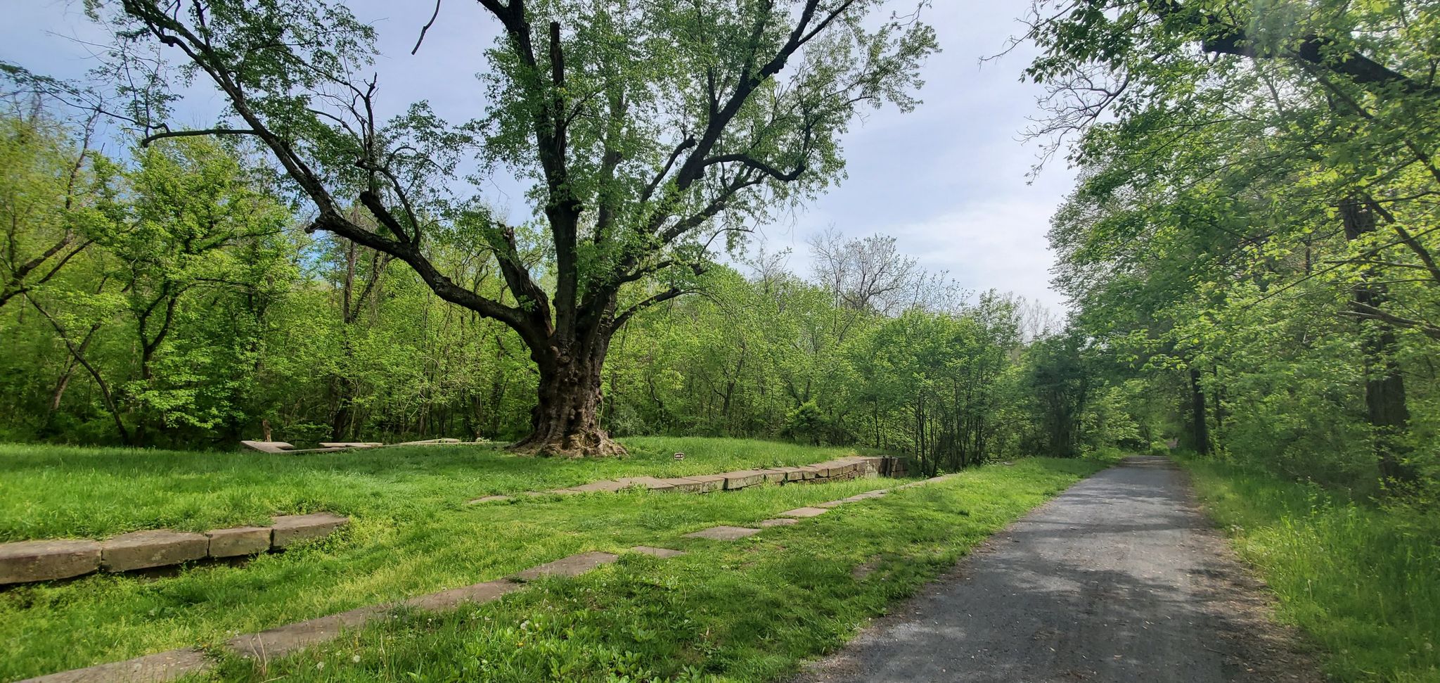 Large tree, grassy area, stone blocks, gravel path, bright day. - Lock 25 Large Maple – K2 Cafe loop from Seneca