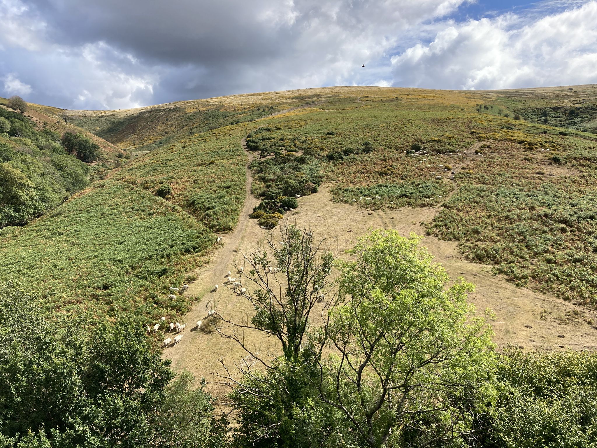 Blick auf‘s Dartmoor
