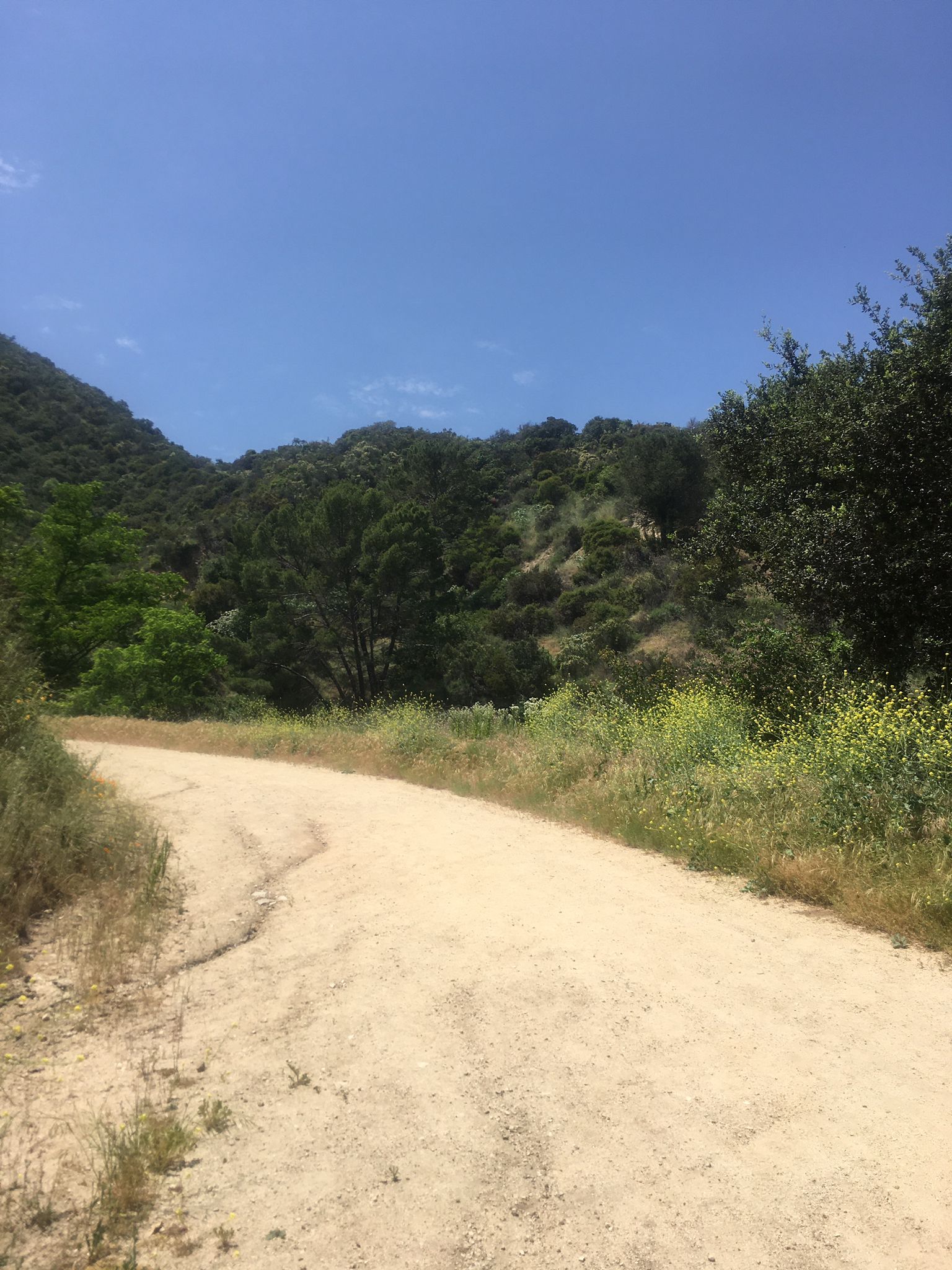 Wide dirt road curving through green hills with wildflowers under bright sky. - Brand Park – Beaudry North Trail loop from San Rafael Hills Open Space