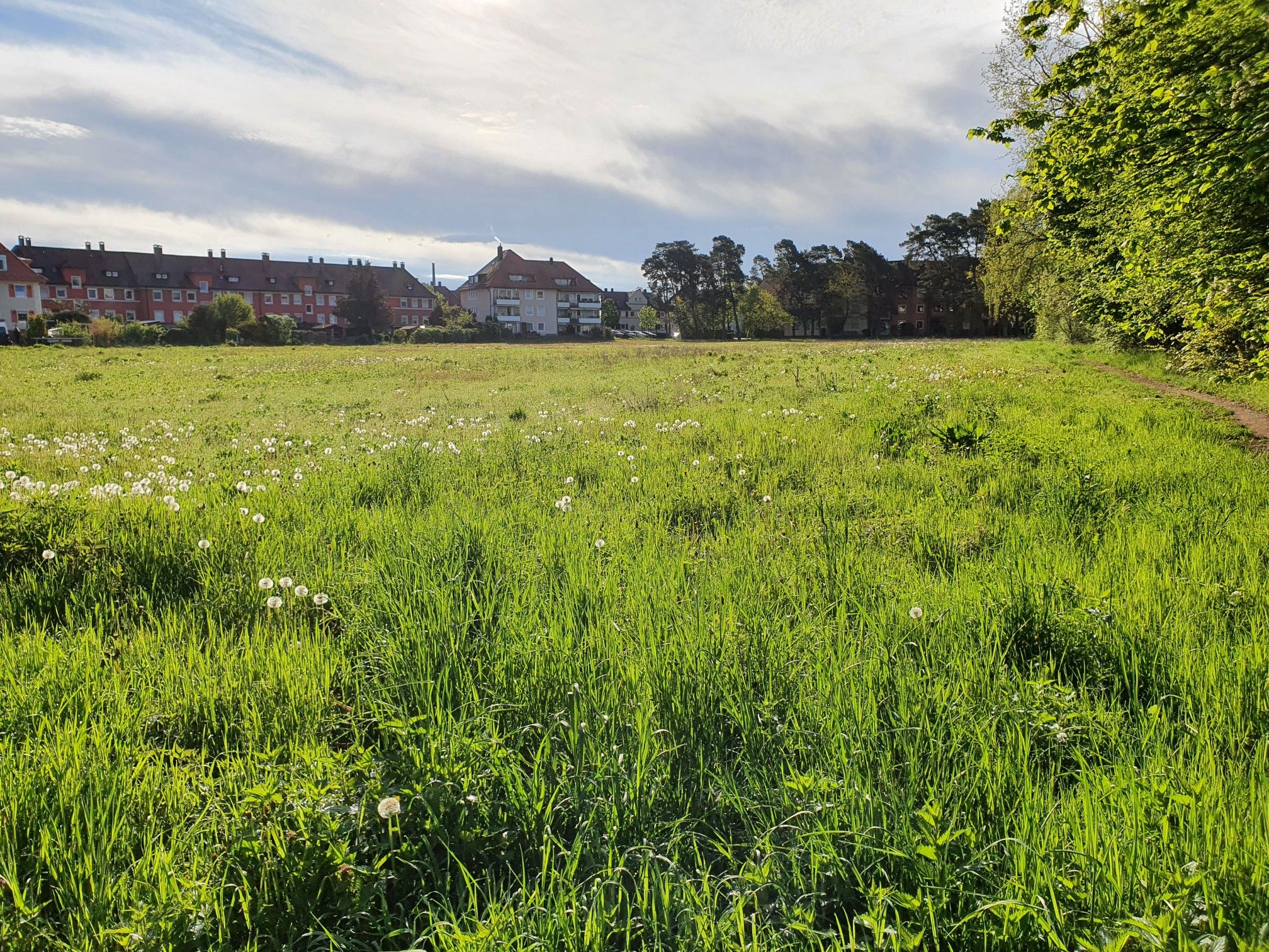 Unbebautes Feld