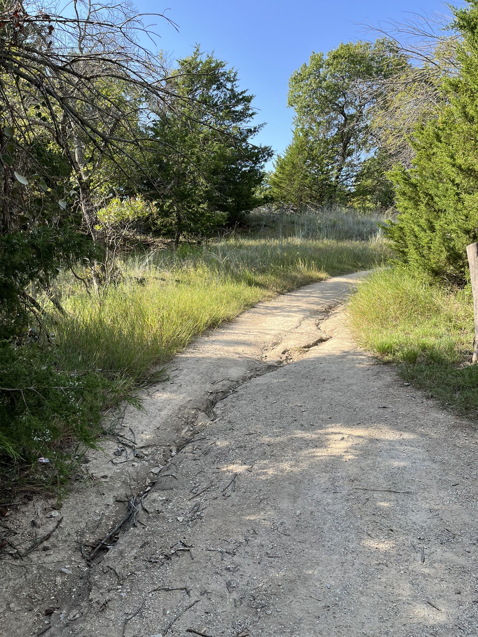 Dirt path winding through green grass and trees on a bright day. - Ridge Loop Trail