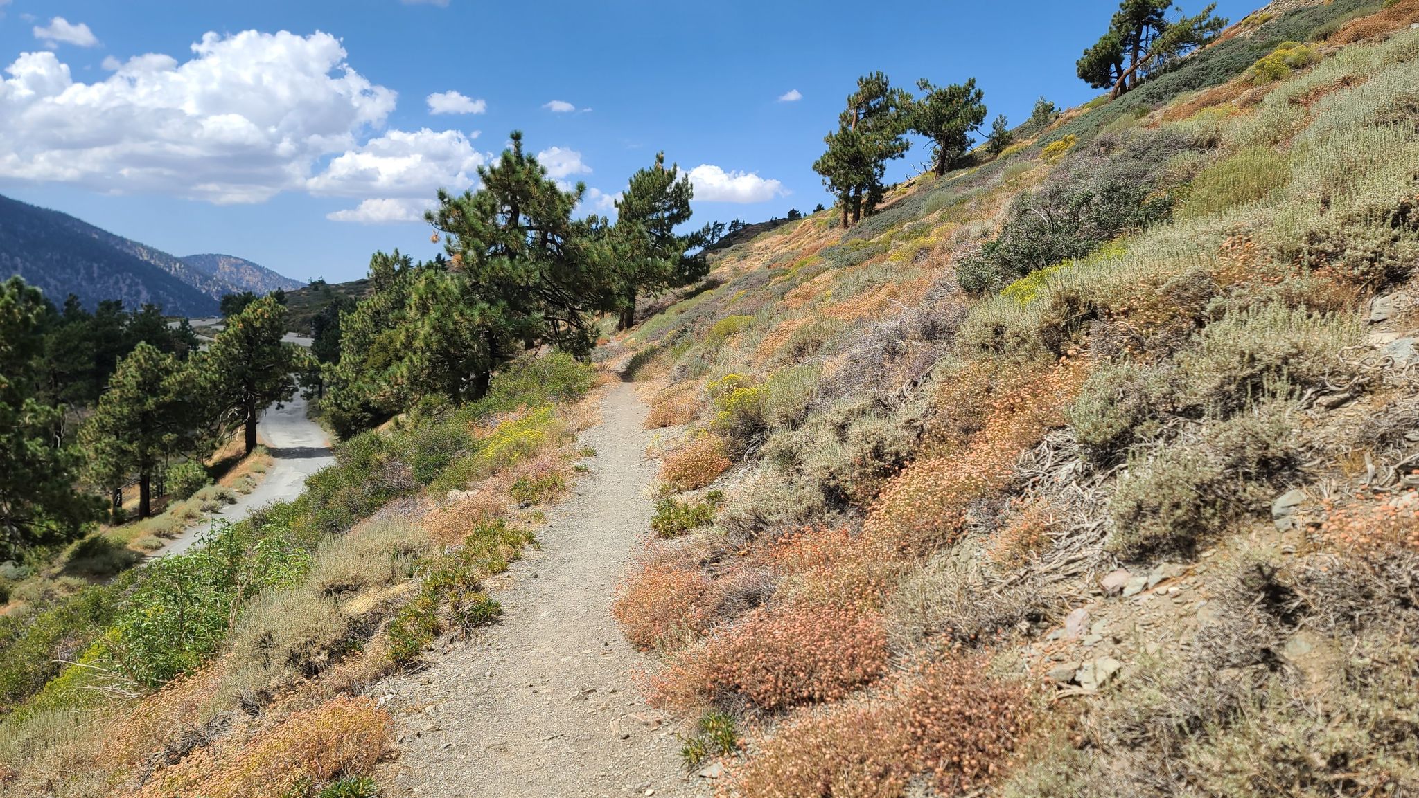 Narrow dirt trail winding up a hillside covered in colorful brush and pine trees. - Pacific Crest Trail: Inspiration Point to Blue Ridge