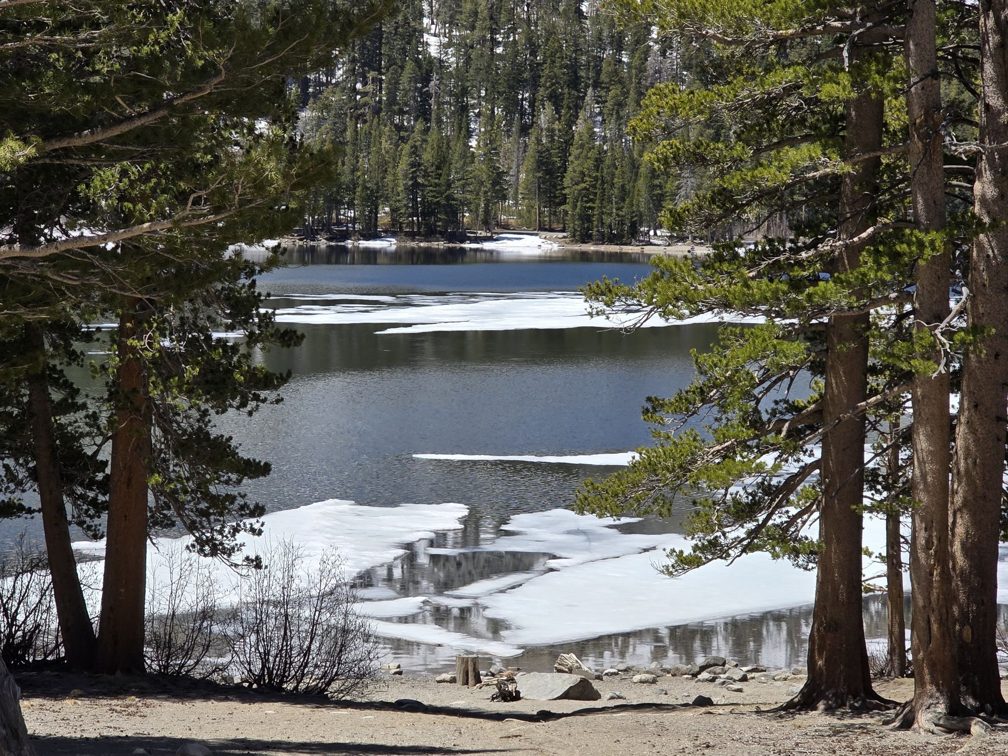 A lake with melting ice patches, framed by pine trees on a sunny day. - Twin Lakes – Horseshoe Lake loop from Mammoth Lakes