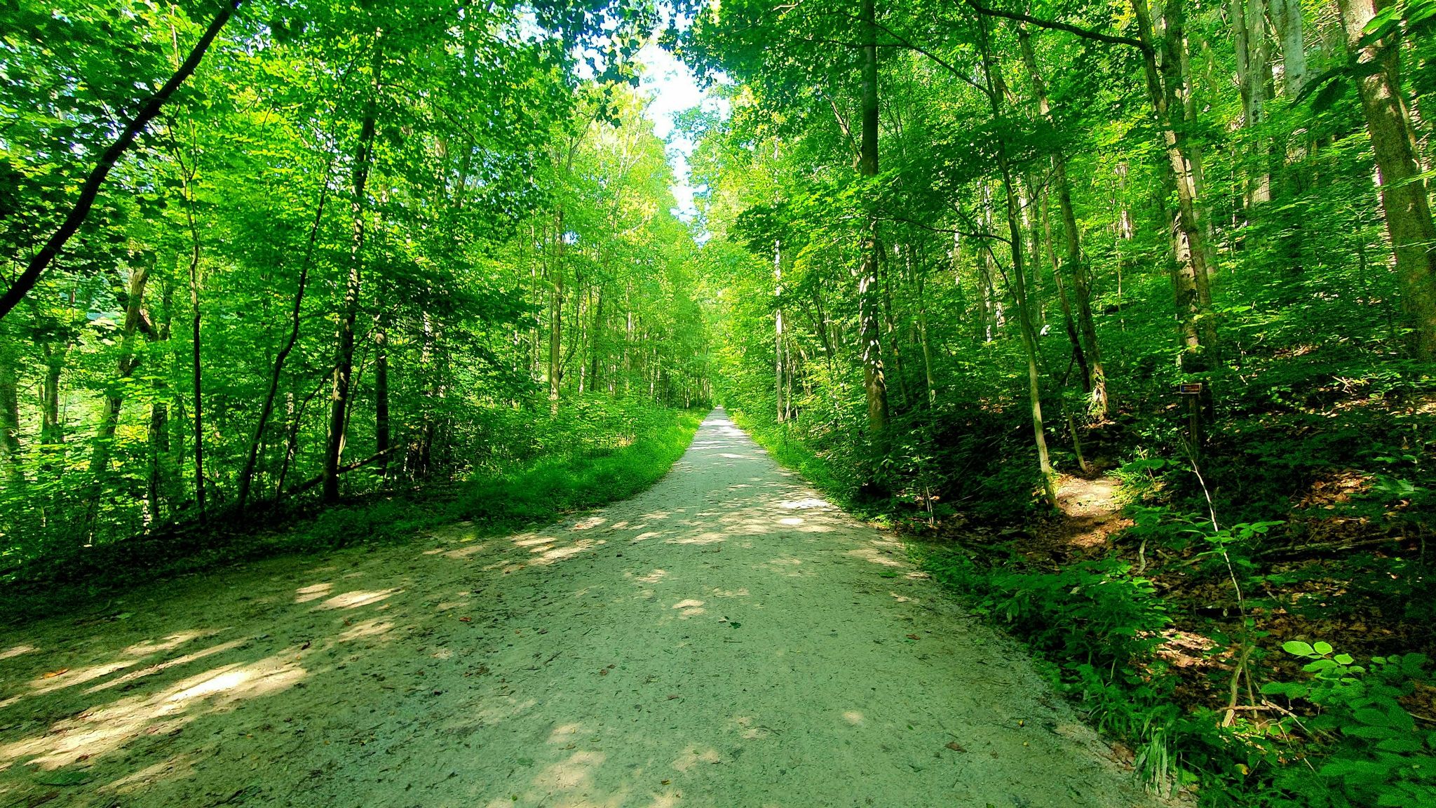 Sunny dirt path winding through a dense, vibrant green forest. - Sugar Runs Falls loop via Great Allegheny Passage