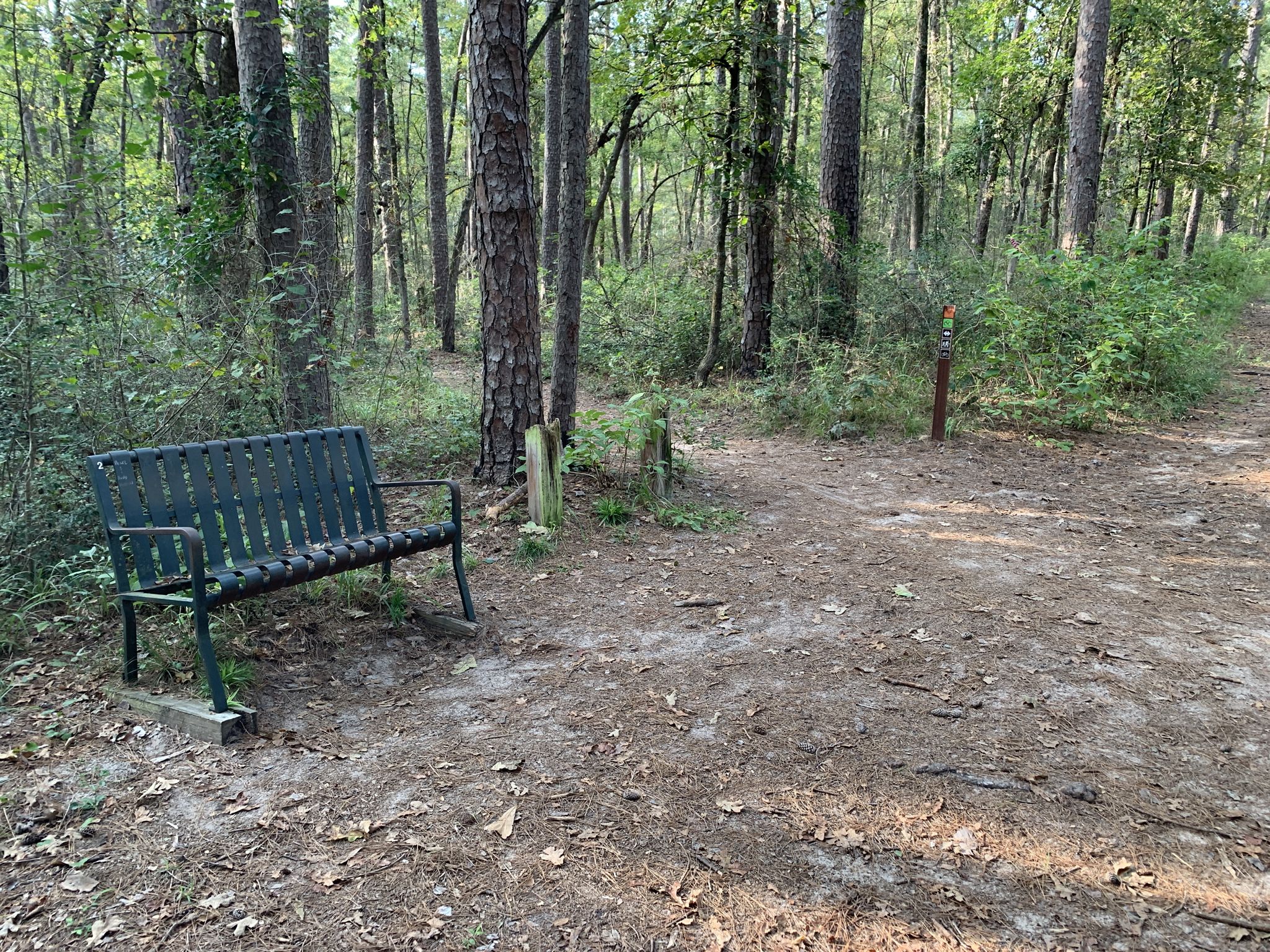 A dark green metal bench sits on a dirt clearing in a sparse forest. - NWCC North Loop