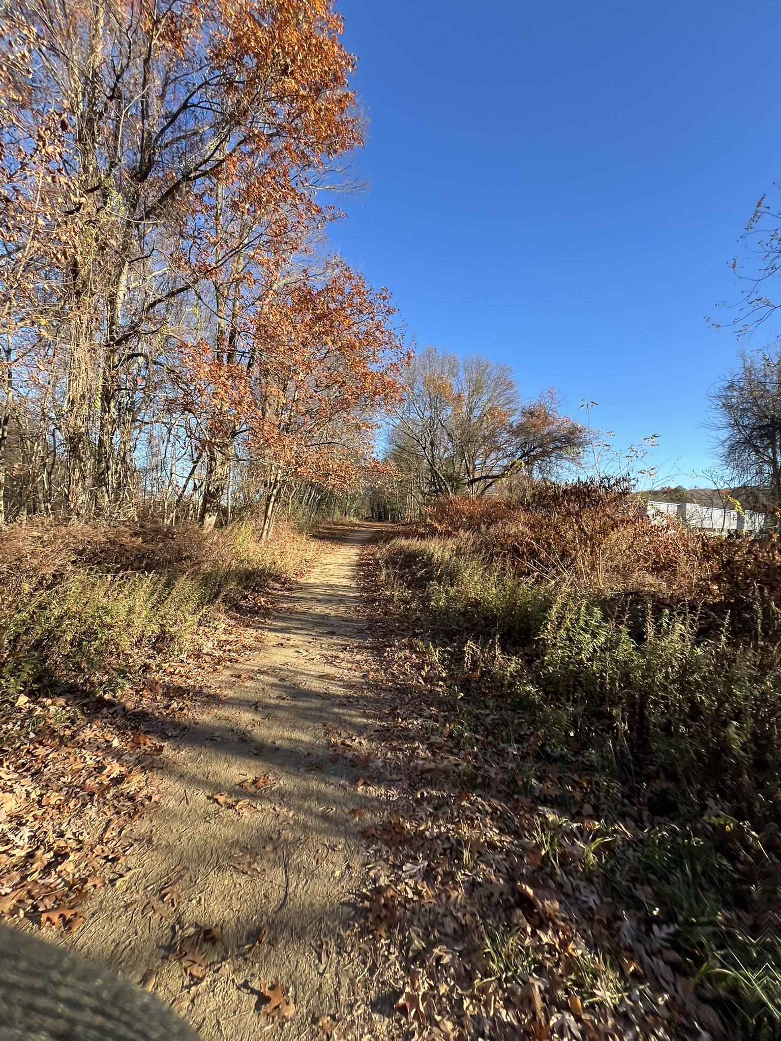 A sunlit dirt path through autumn trees with orange leaves and dry brush. - Dobsonville Pond Dam – Hop River State Park Trail loop from Tillinghart Property