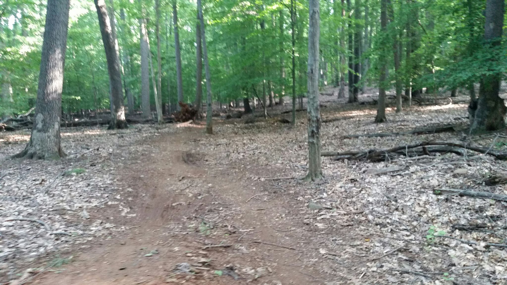 A dirt path winding uphill through a forest with fallen leaves. - River bridge view – Hollofield Area loop from Patapsco Valley State Park Alberton Area