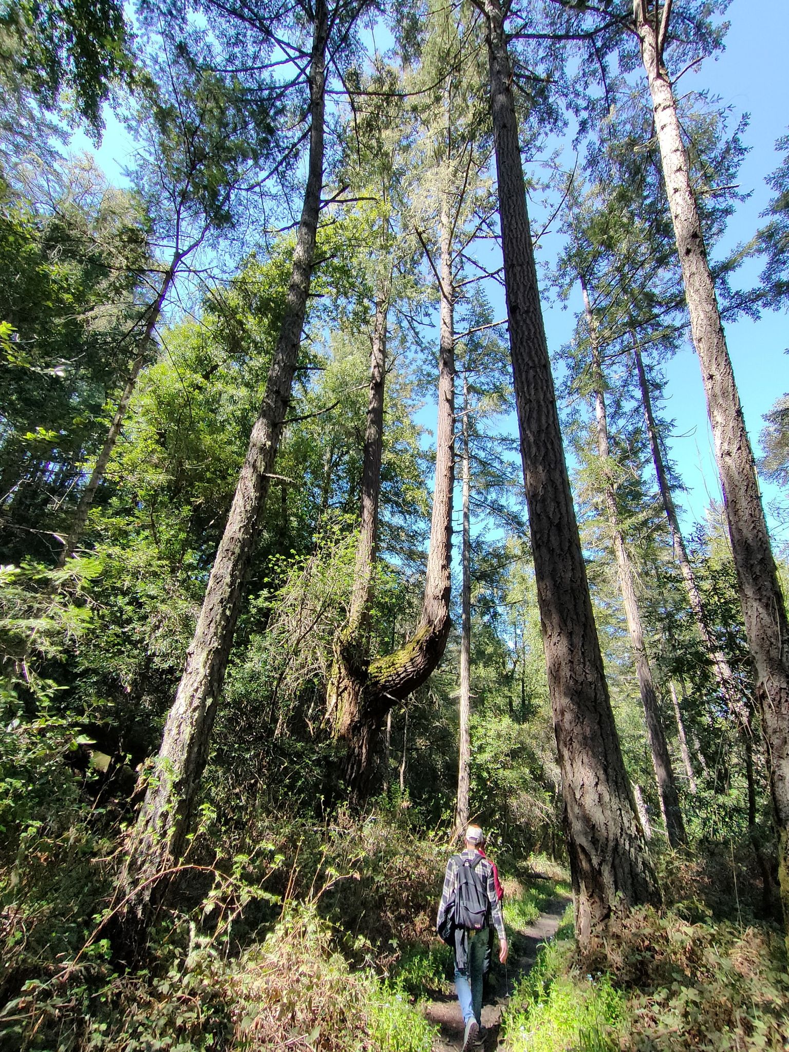 Person hiking on a sunlit forest path surrounded by very tall trees. - East Brook, Towne, and Pomponio Trail Loop