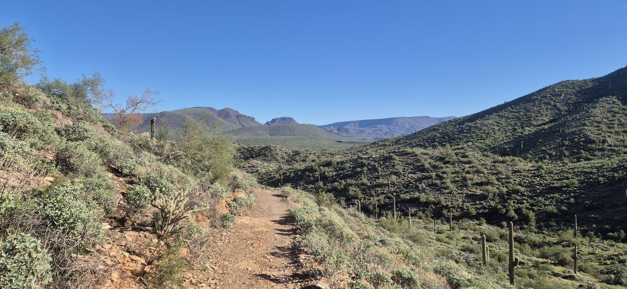 Desert trail on a hillside, overlooking a valley with cacti and mountains. - Overton and Go John Loop Trail