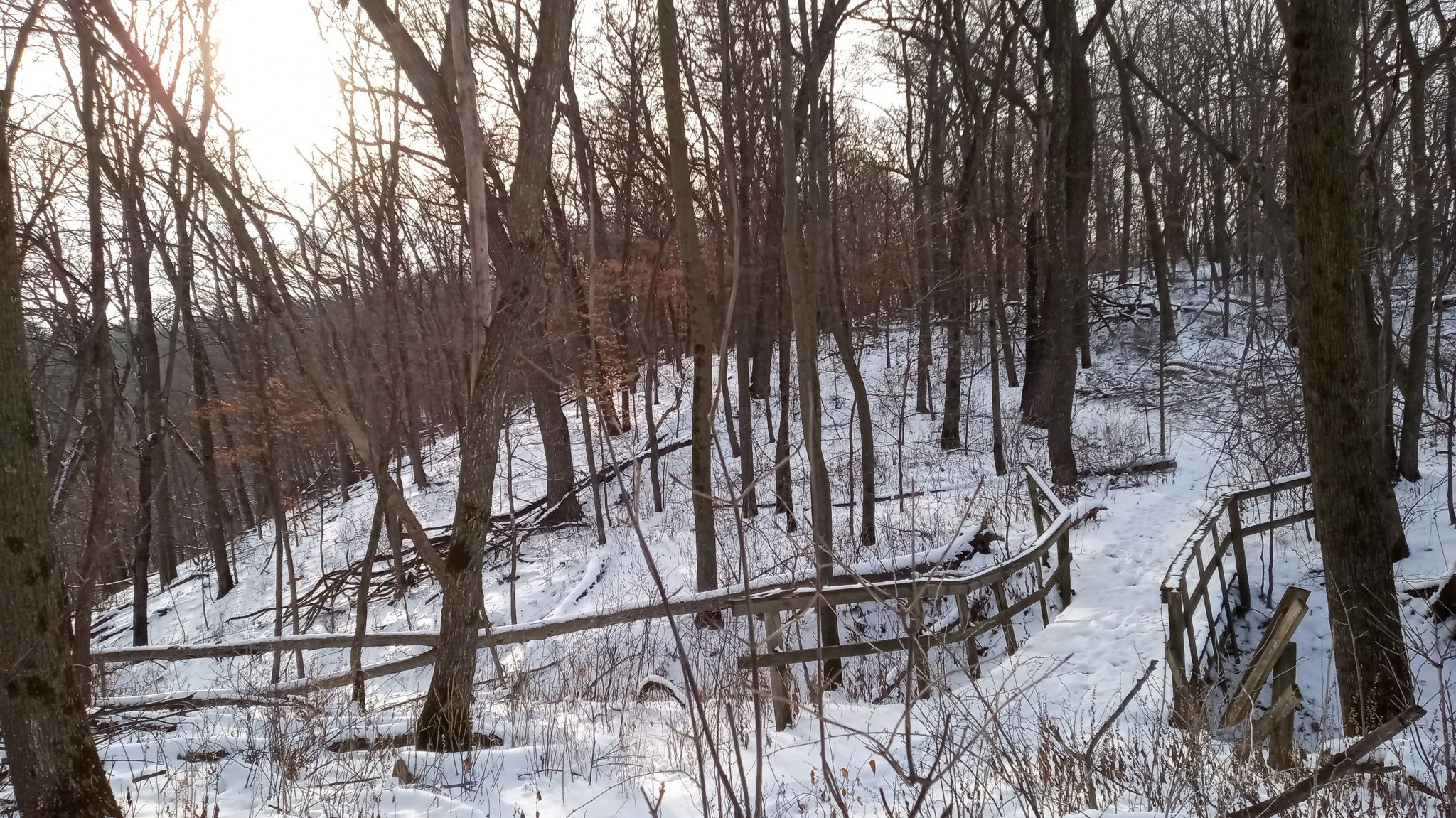 Sunny winter forest with a snow-covered wooden boardwalk winding uphill. - Carley State Park Hiking Club Trail