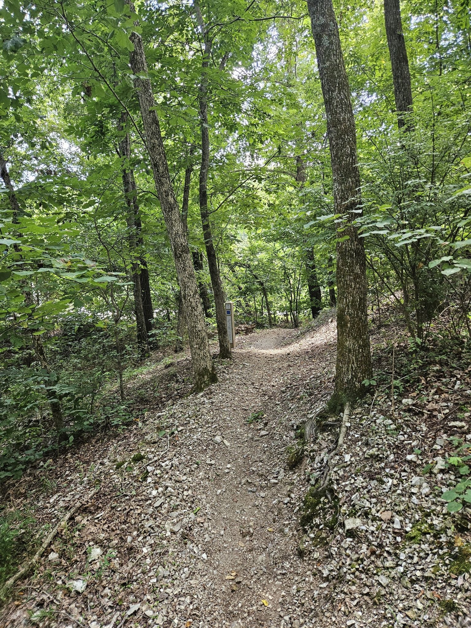 A winding dirt path through a lush, green, sunlit forest. - Tunnel Vision Loop