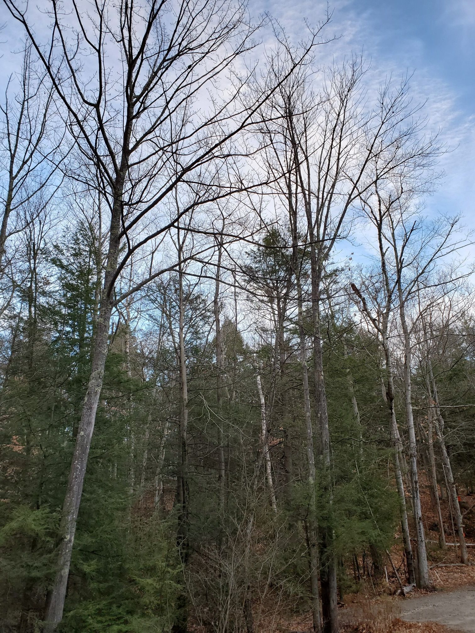 Tall bare trees and evergreens against a cloudy sky in a forest. - Shirley Hill – Goffstown Town center loop from Goffstown