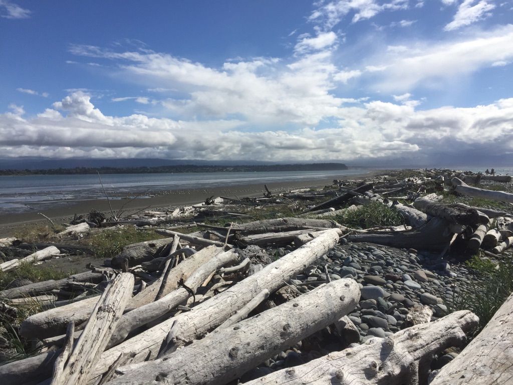 Driftwood covers a wide beach next to calm water under a cloudy sky. - Dungeness Spit Trail