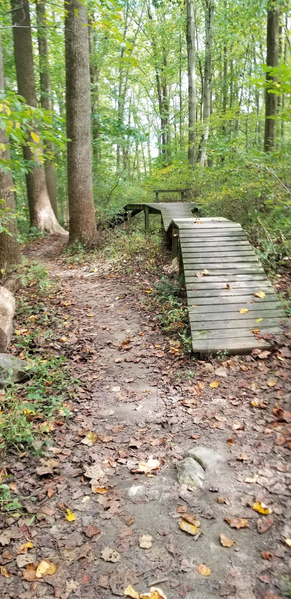 Forest path leading to a wooden ramp structure among tall trees. - Pike Creek – William M. Redd, Jr. Park loop from Milford Crossroads