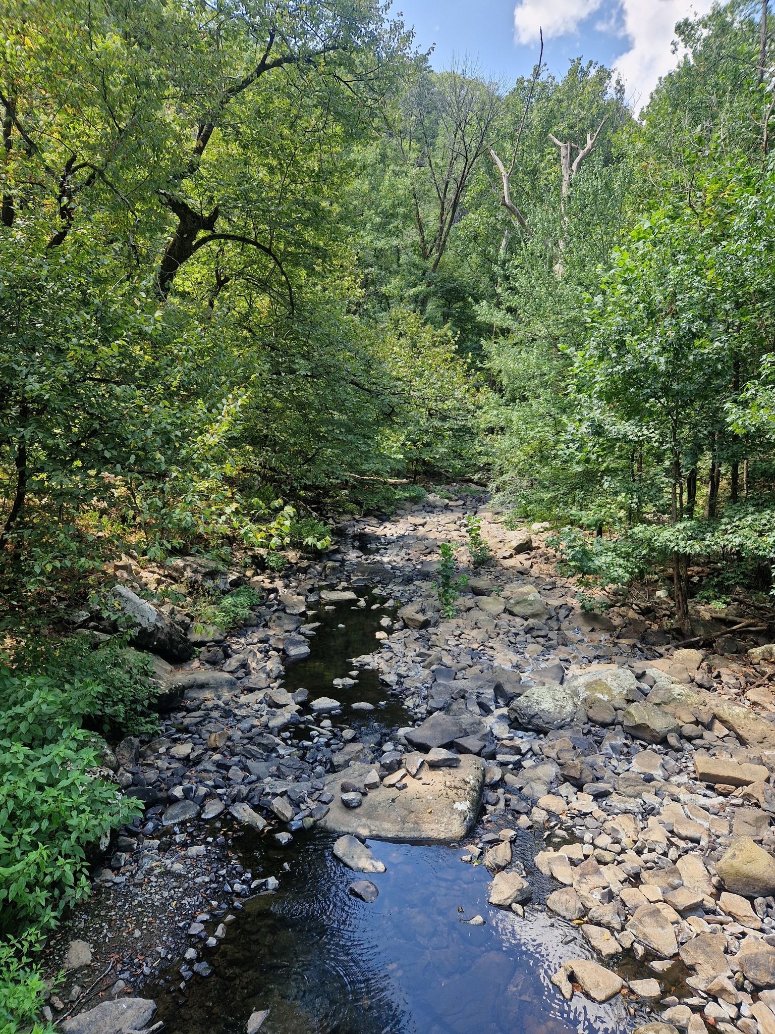 A rocky stream flows through a dense, sunlit green forest. - Cedar Falls Trail