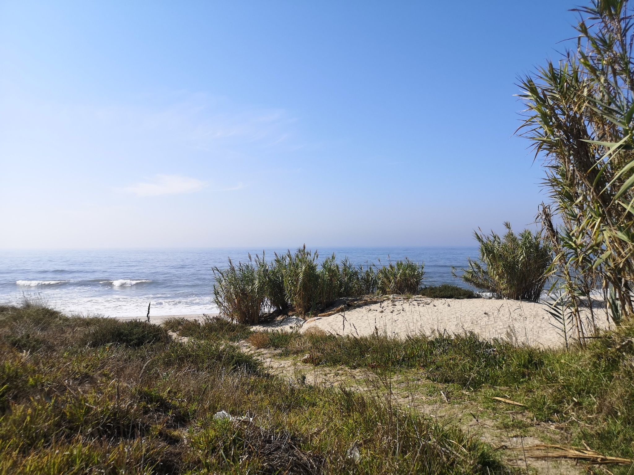 Schilf am Strand