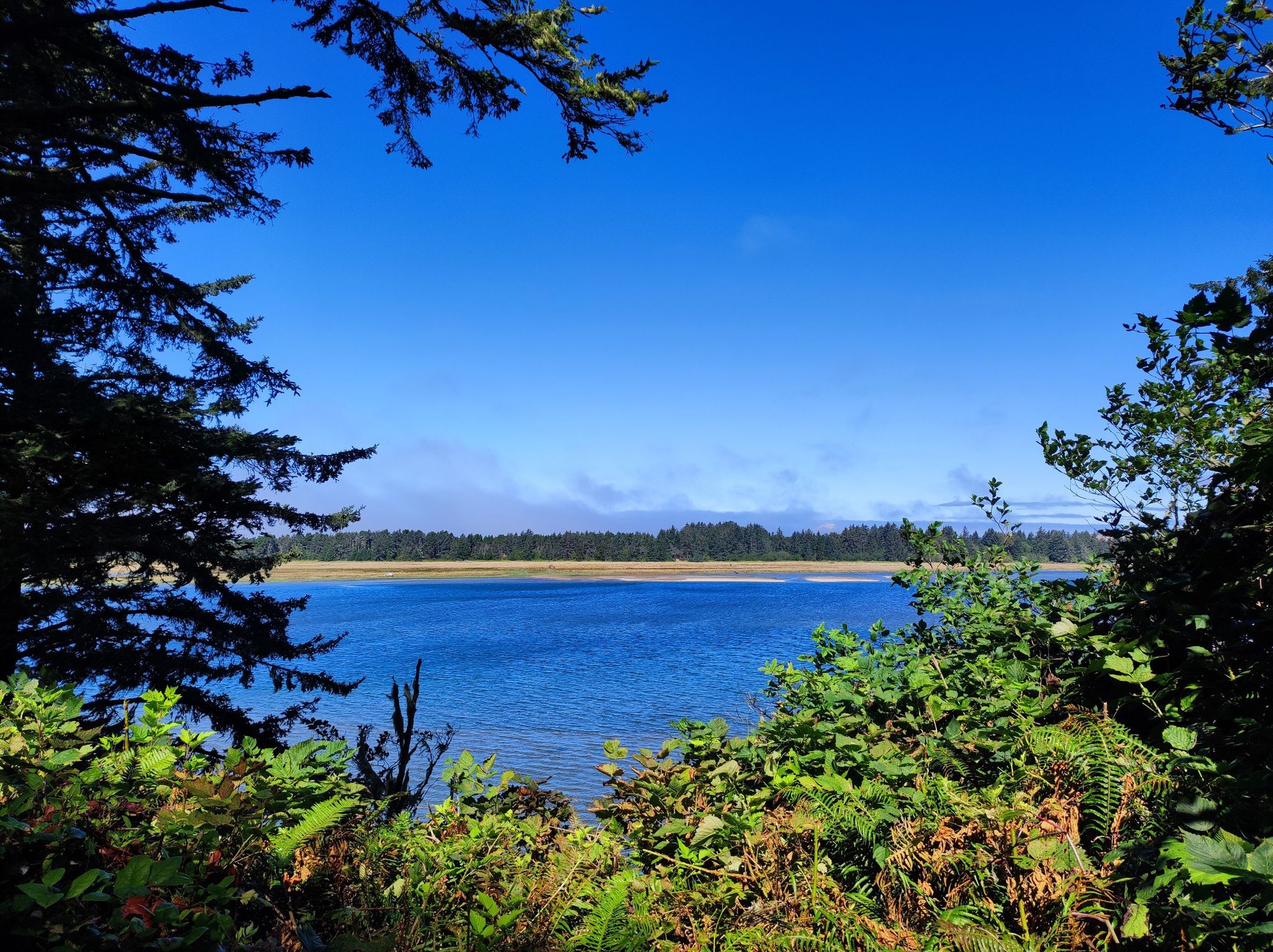 Calm blue water framed by dense green foliage under a clear sky. - Two Rivers Trail Loop