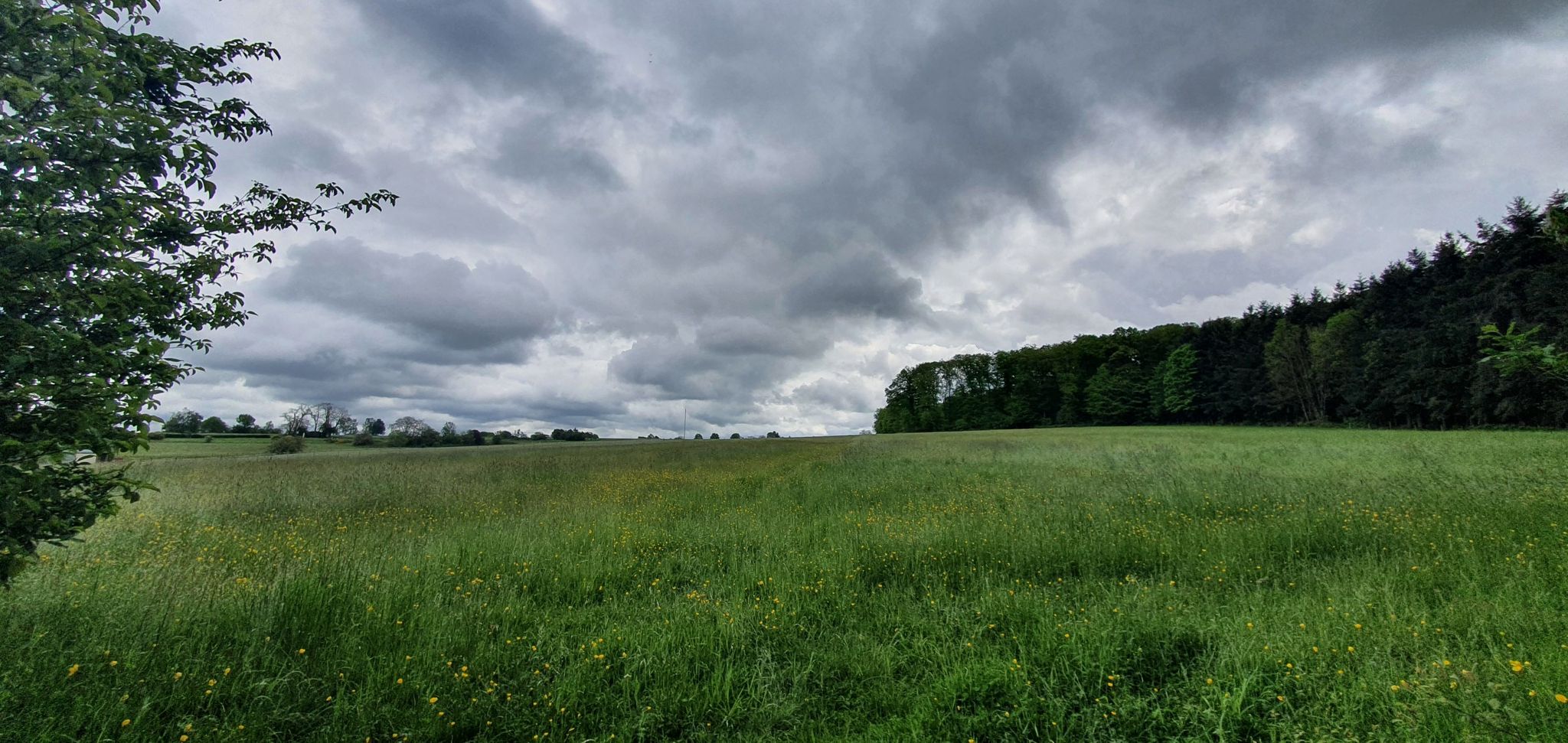 Feld beim Jungwald
