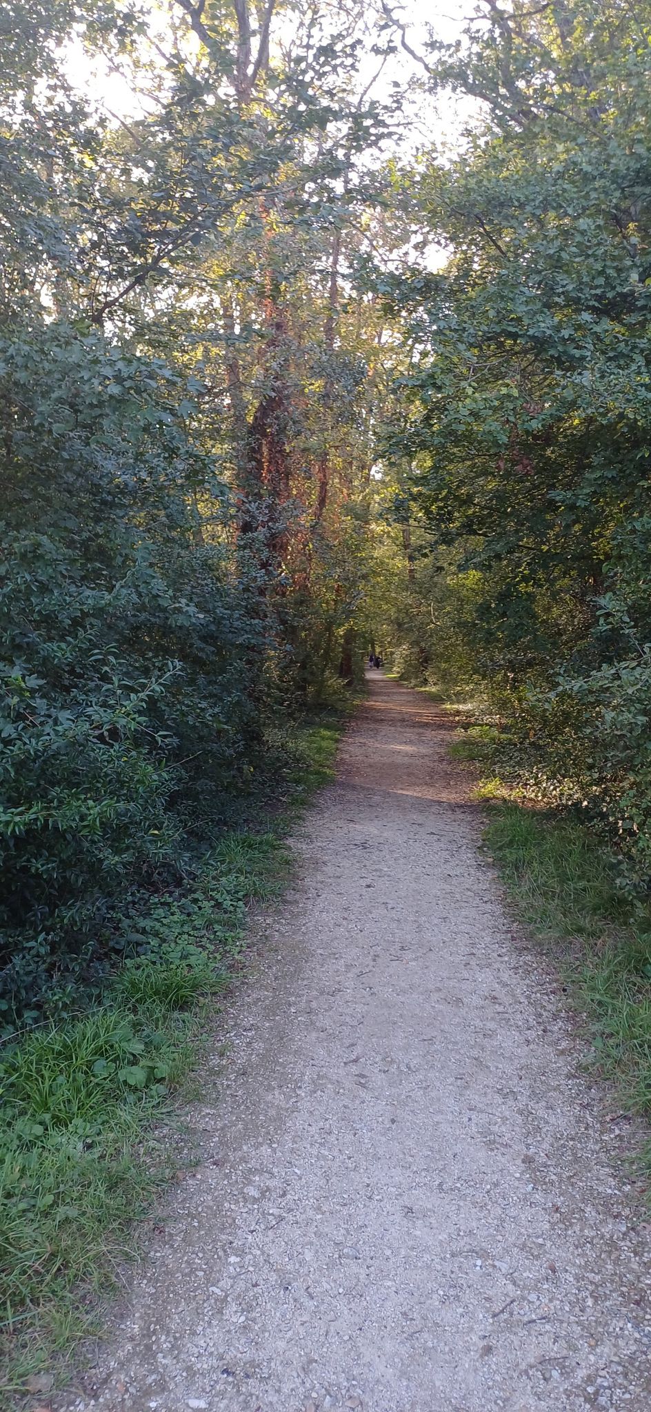 foret