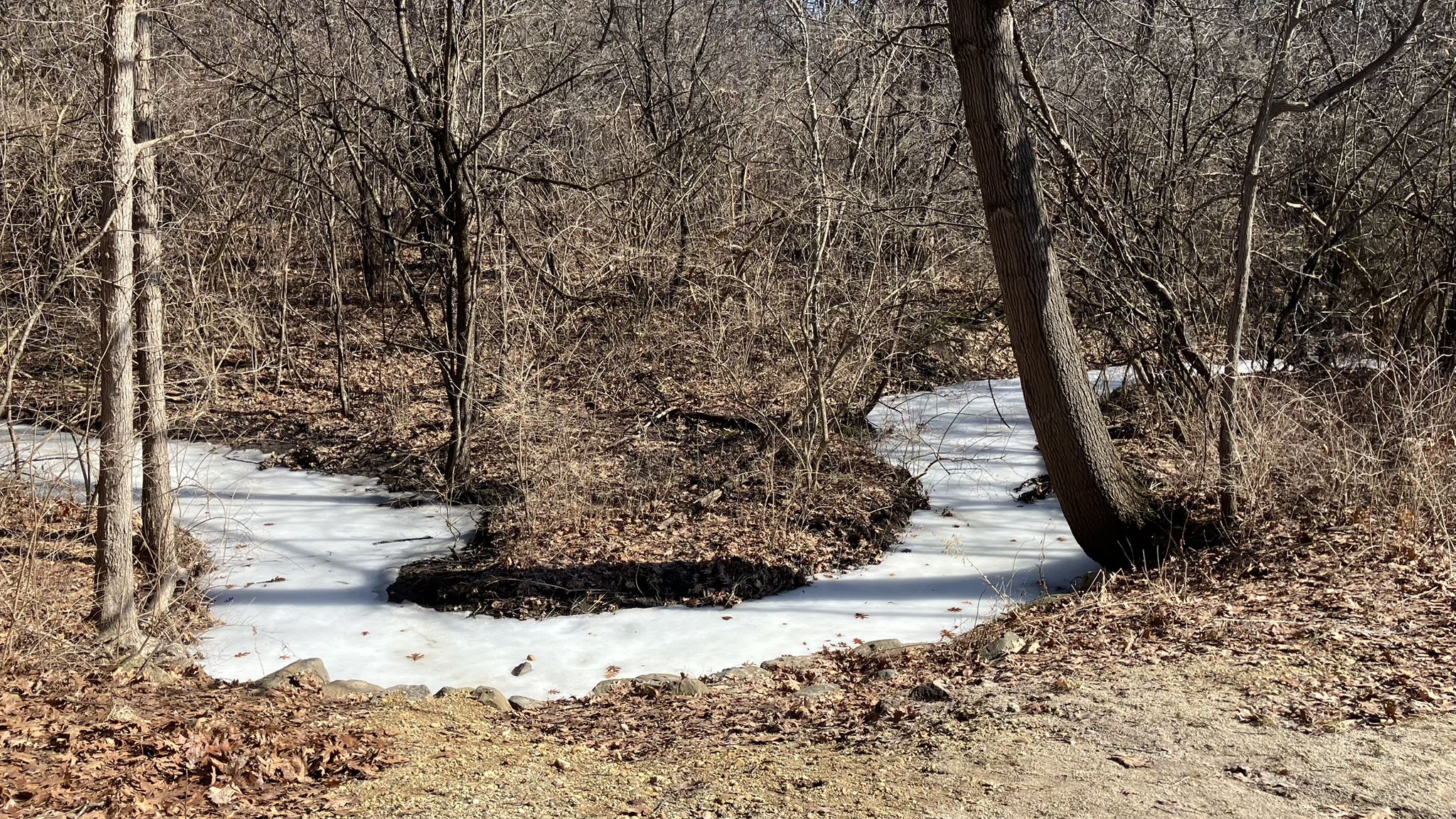 Partially frozen stream winding through a bare winter forest with fallen leaves. - Water fountain loop from Stone Avenue