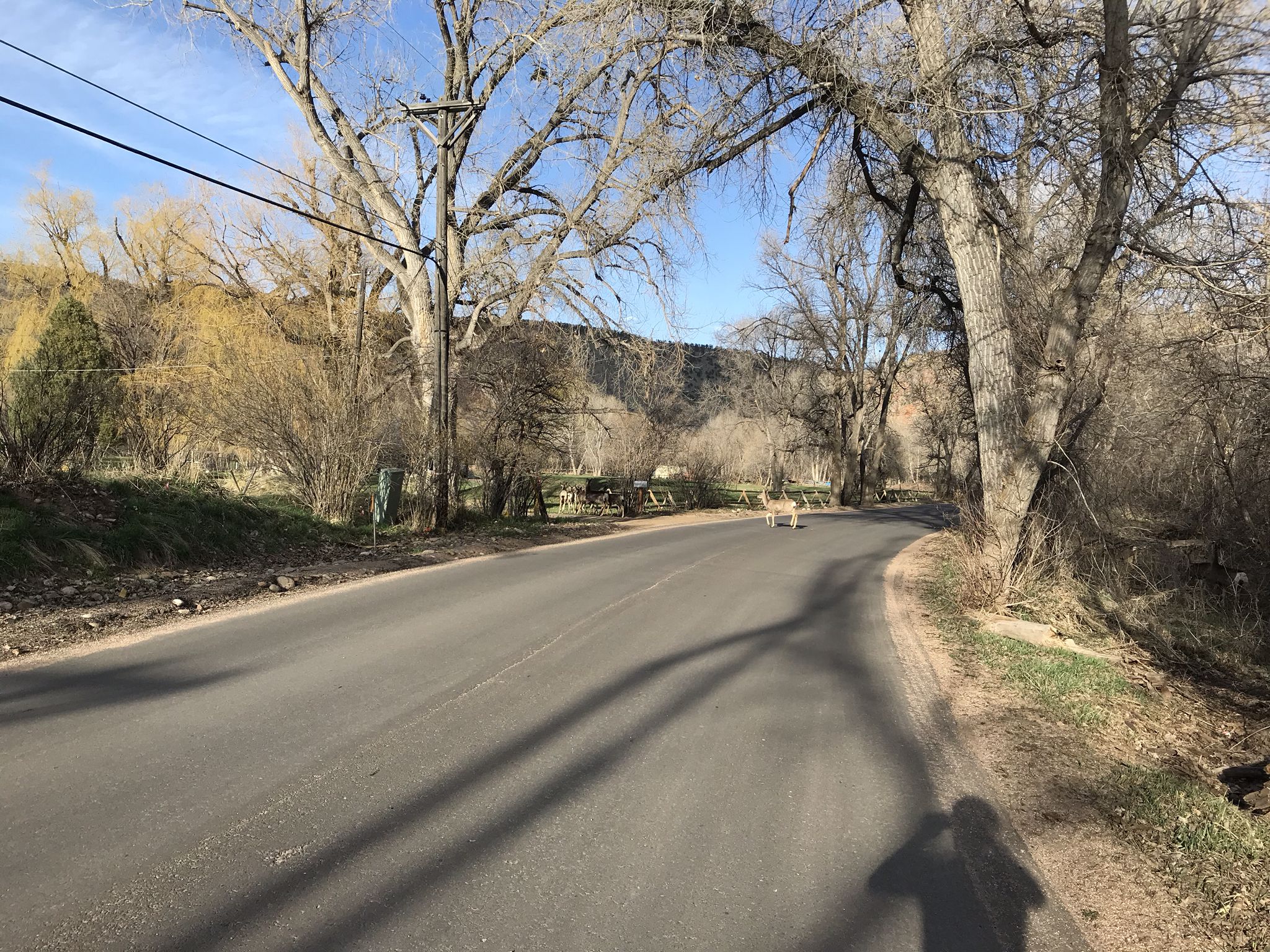 Paved road winding through bare trees with long shadows on a sunny day. - Lyons Redstone Museum – Antelope Trailhead loop from Lyons
