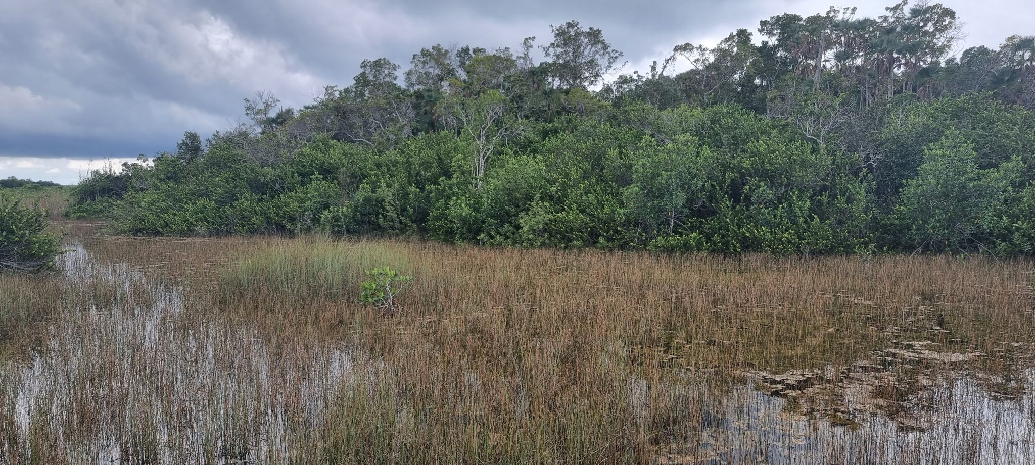Wetland with tall grass, dense trees, and an overcast sky. - Mahogany Hammock Trail